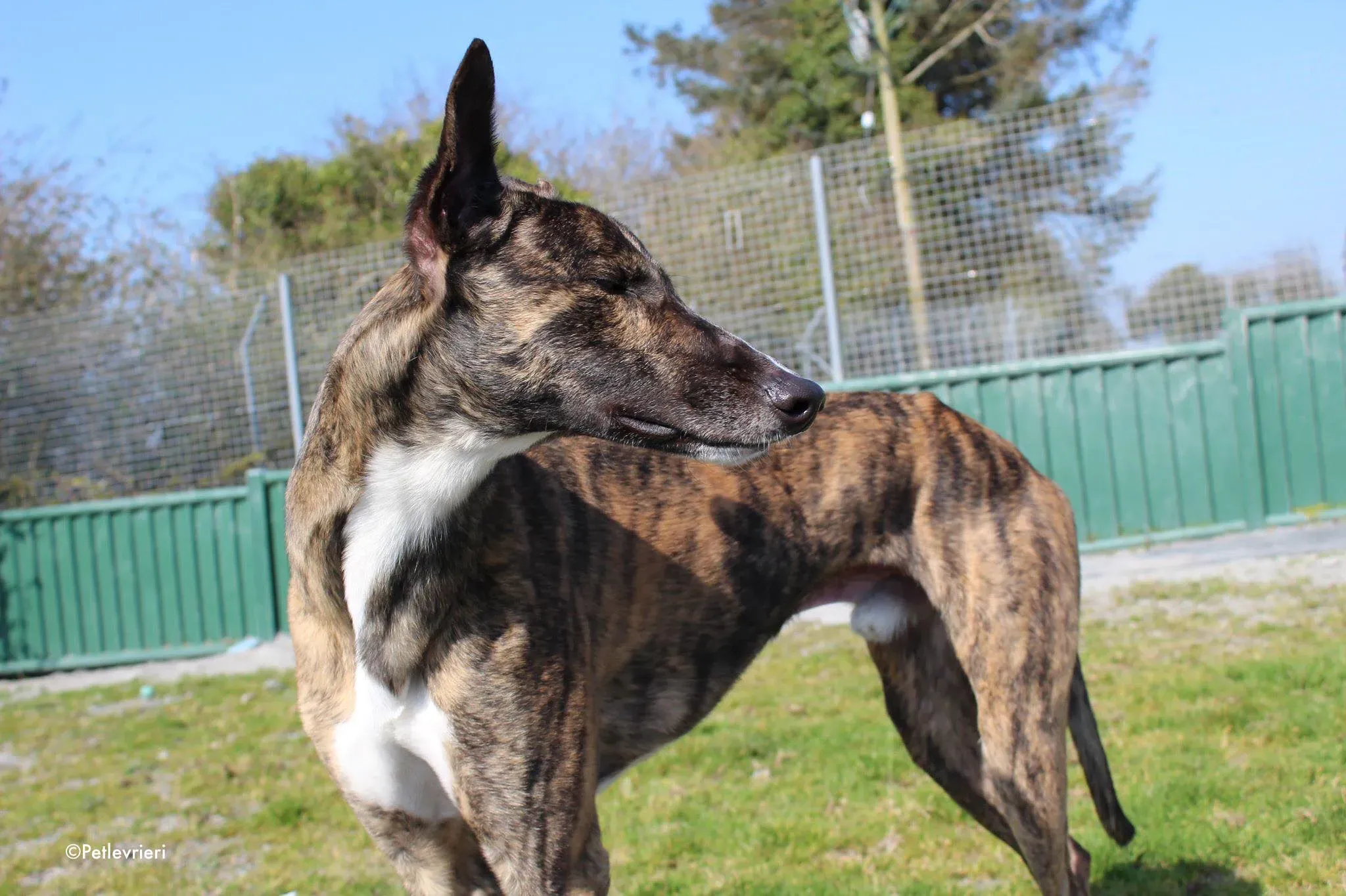 bambas adozione levrieri greyhound 10