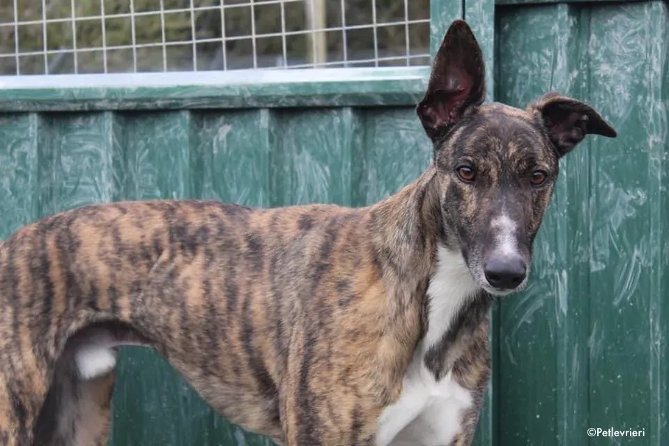 bambas adozione levrieri greyhound 2 1