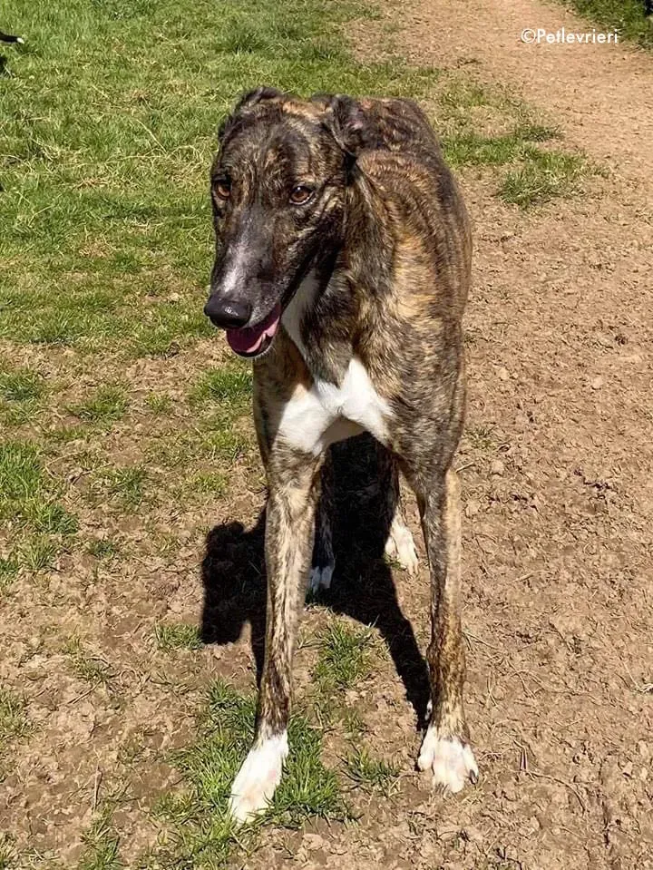bambas adozione levrieri greyhound 2 2