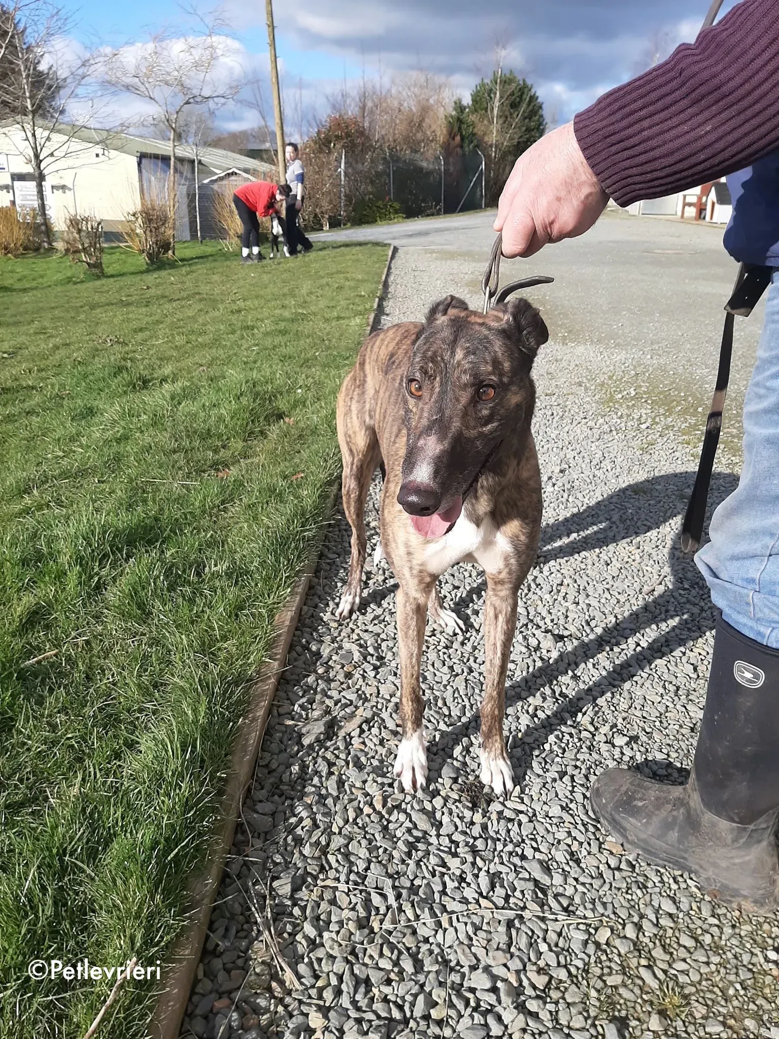 bambas adozione levrieri greyhound 2