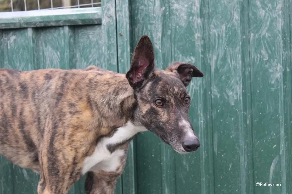 bambas adozione levrieri greyhound 3 1