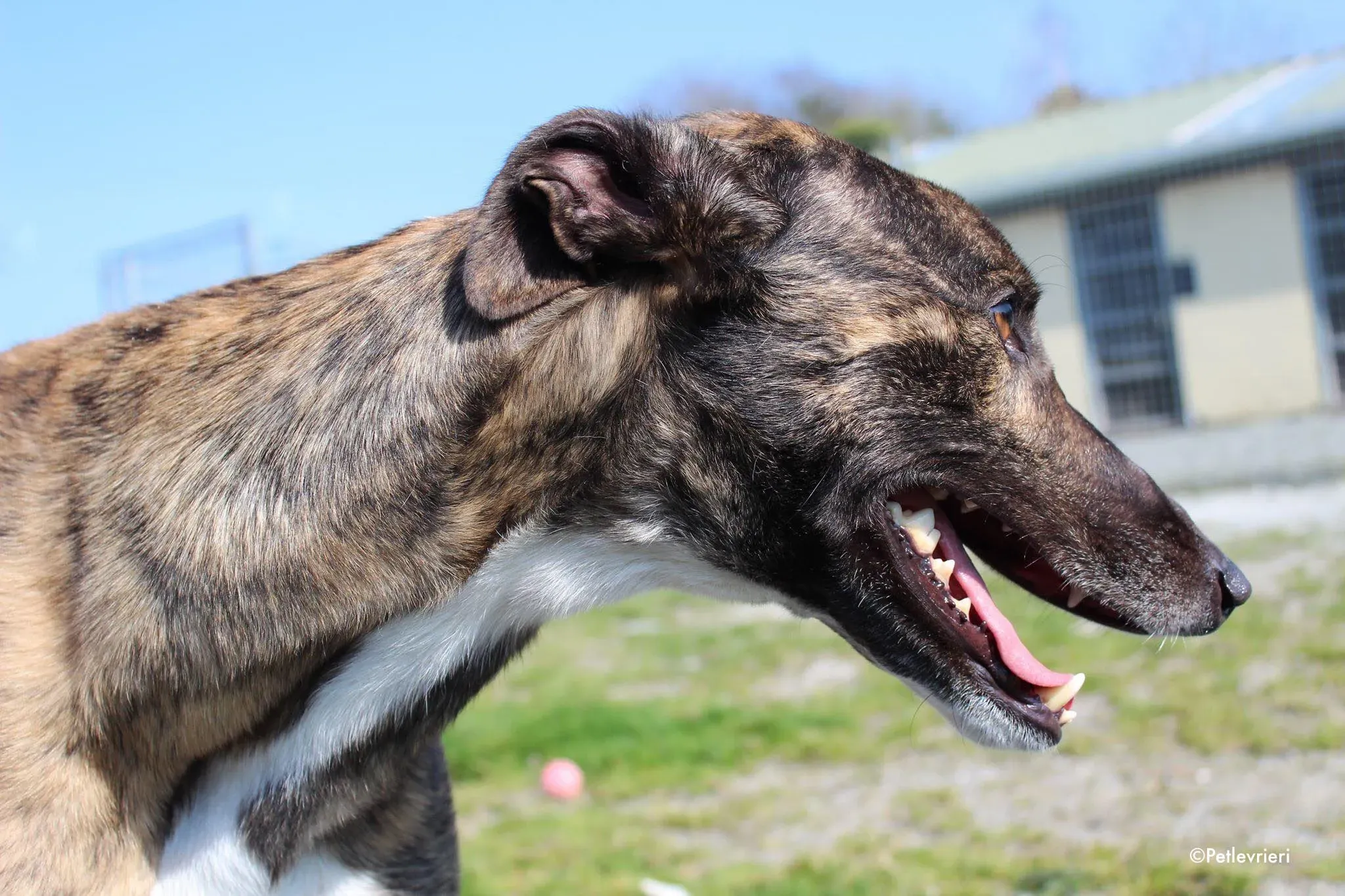 bambas adozione levrieri greyhound 3 2