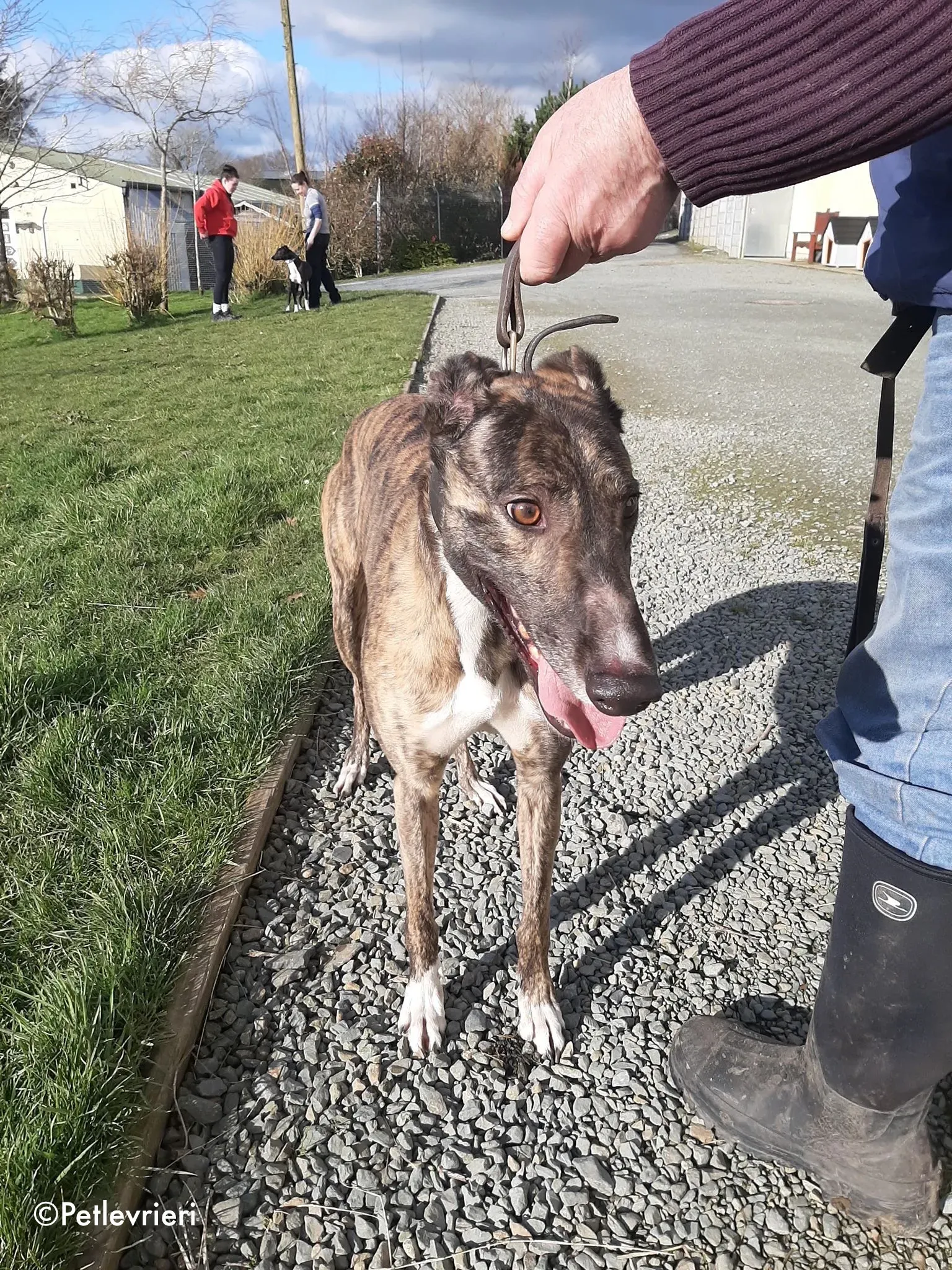 bambas adozione levrieri greyhound 3