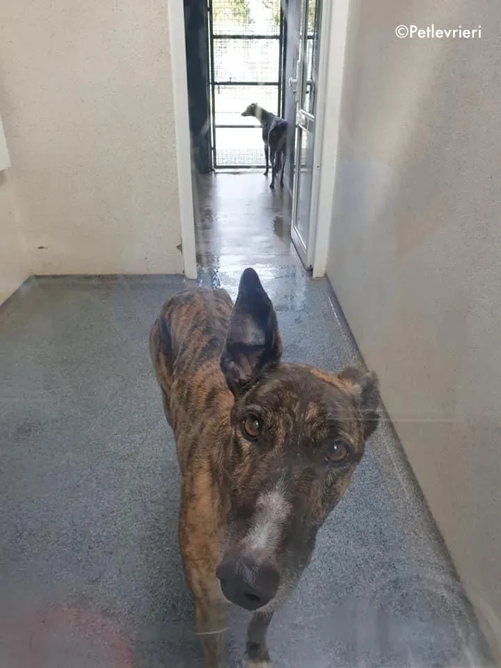 bambas adozione levrieri greyhound 4 1