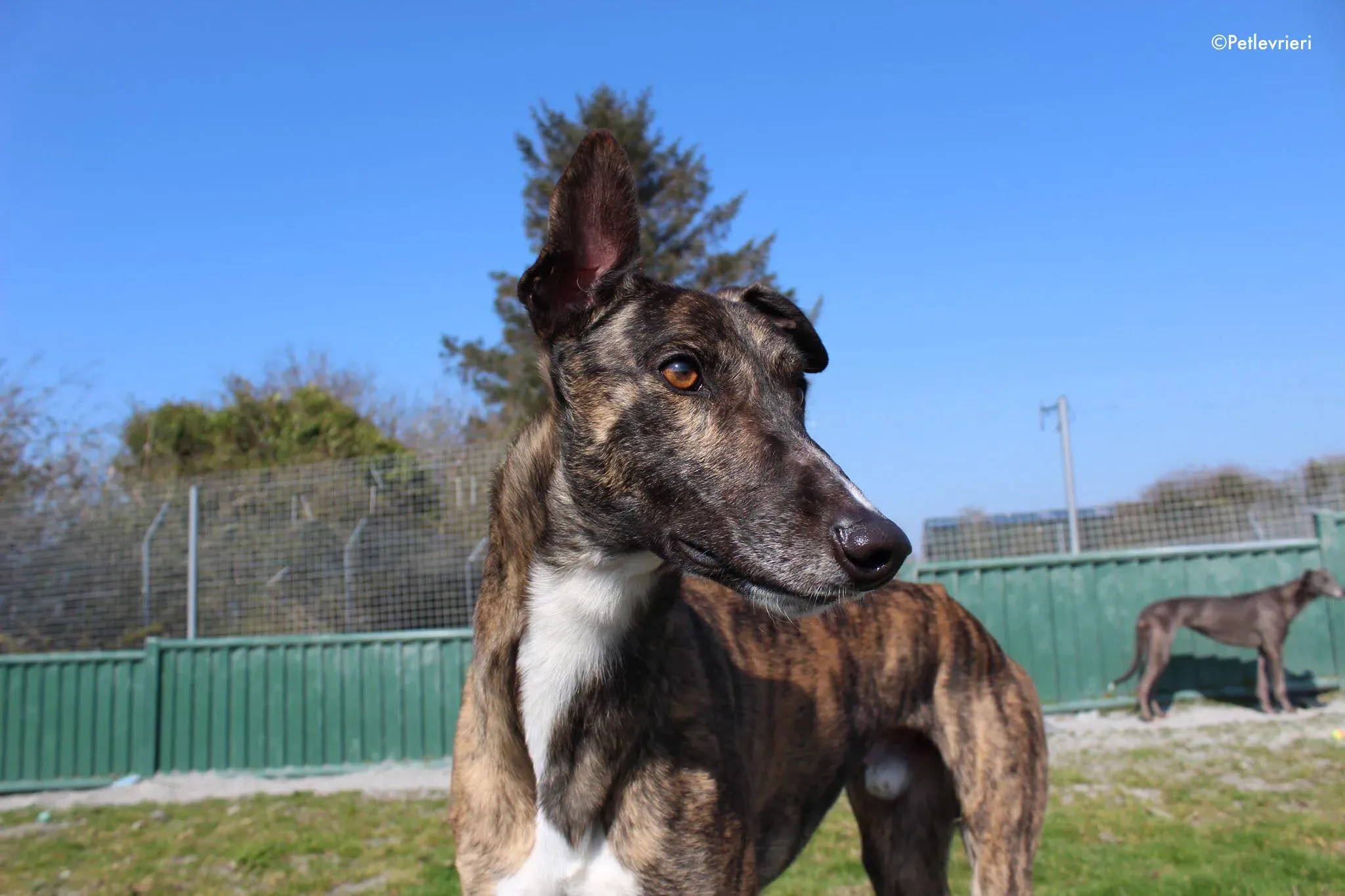 bambas adozione levrieri greyhound 4 2