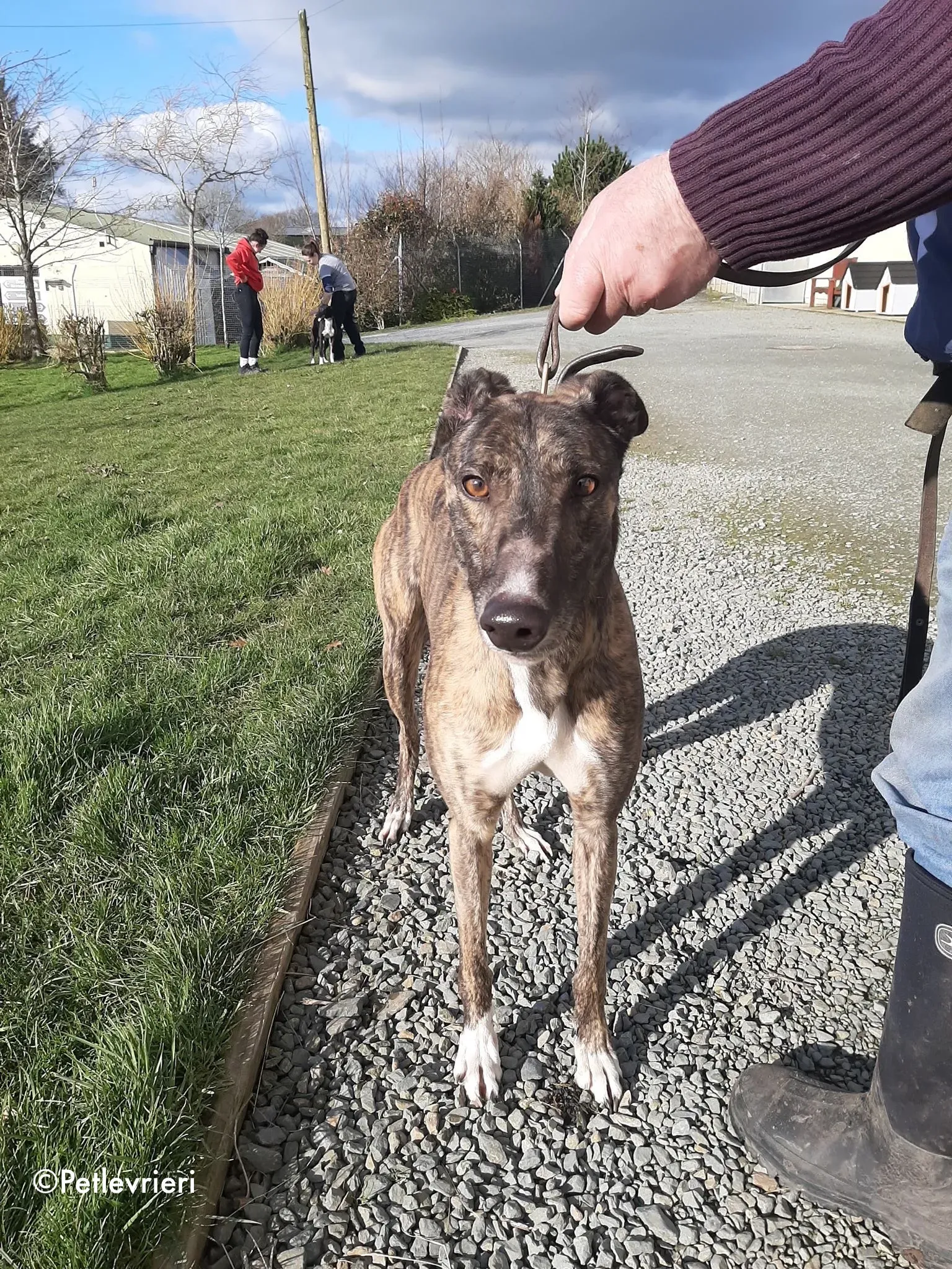 bambas adozione levrieri greyhound 4