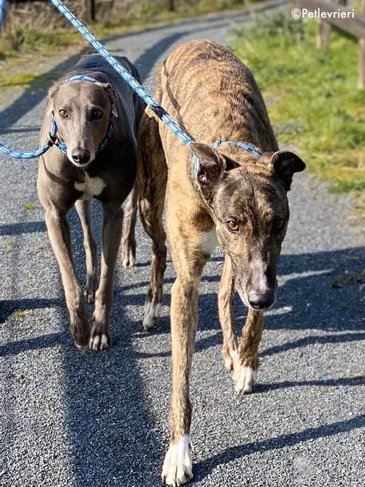 bambas adozione levrieri greyhound 5 2