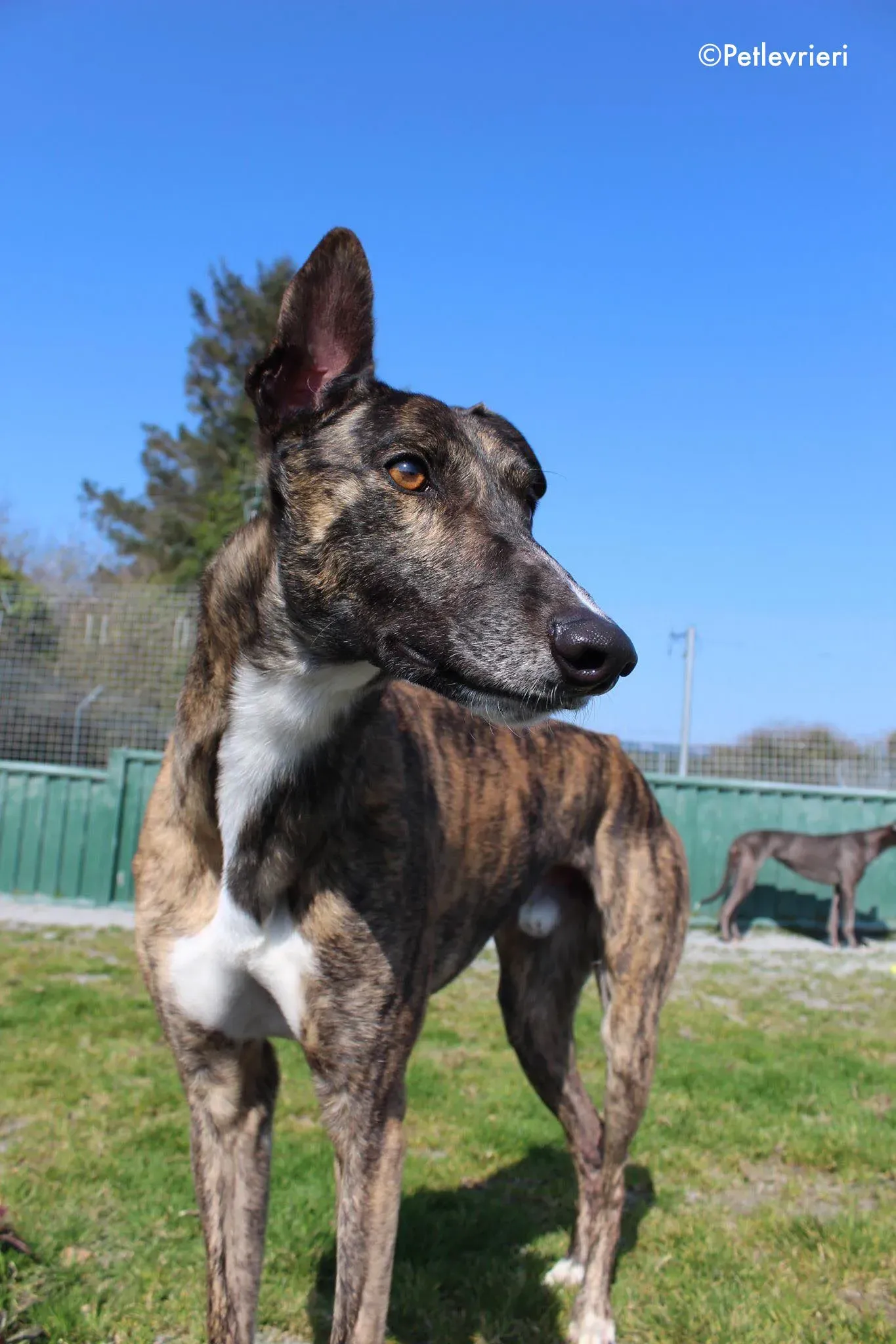 bambas adozione levrieri greyhound 5 3