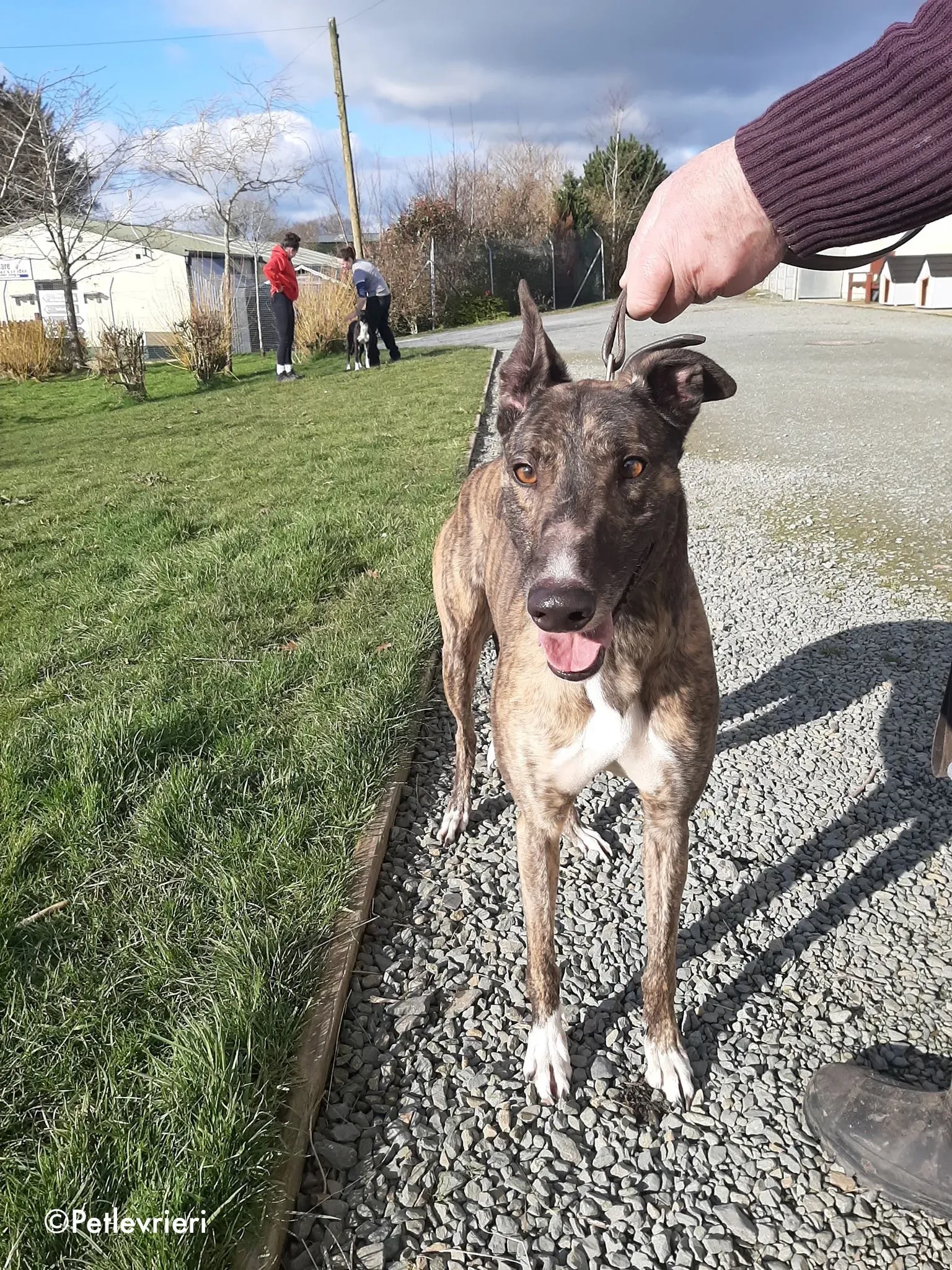 bambas adozione levrieri greyhound 5