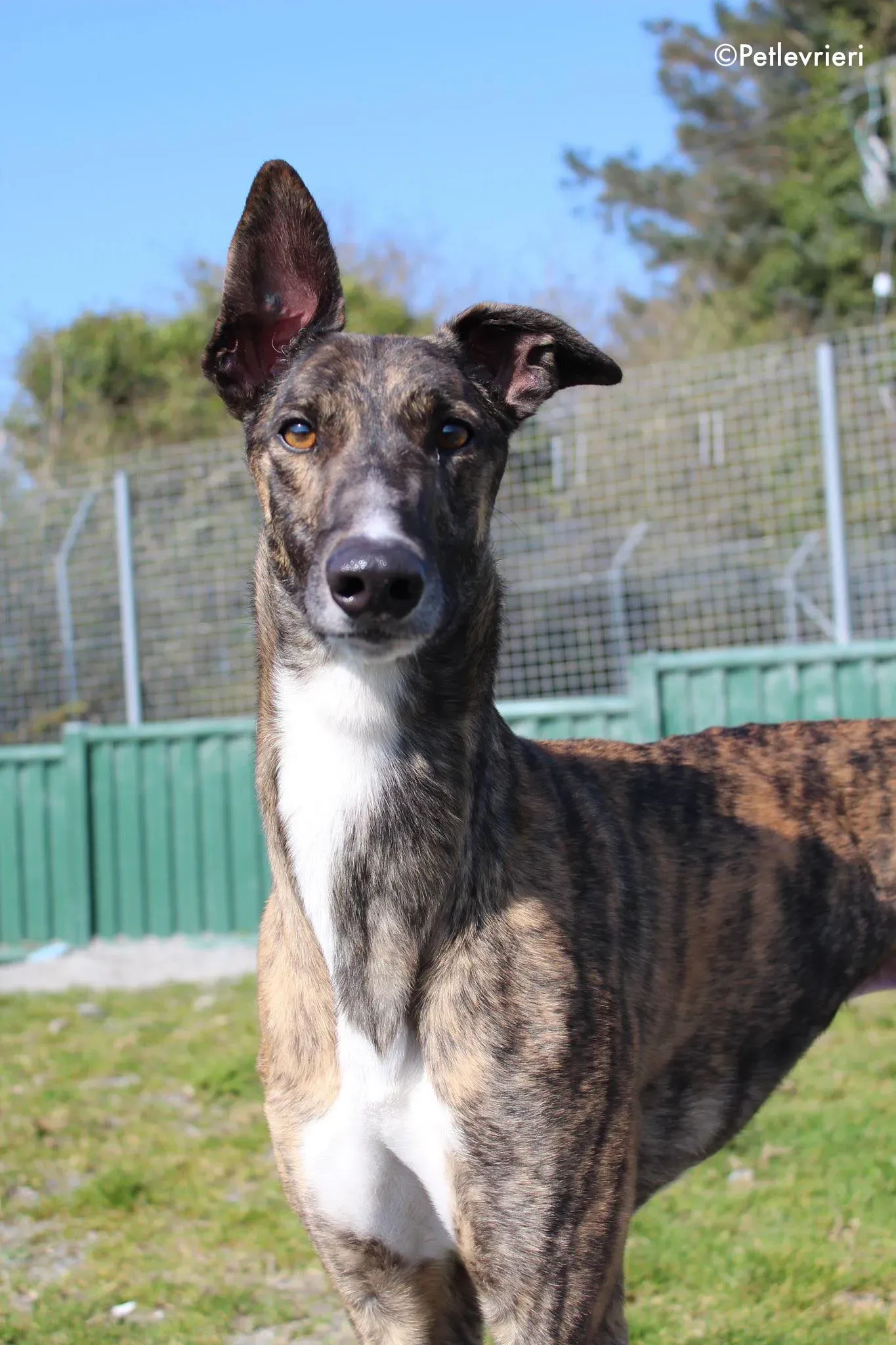 bambas adozione levrieri greyhound 6 1