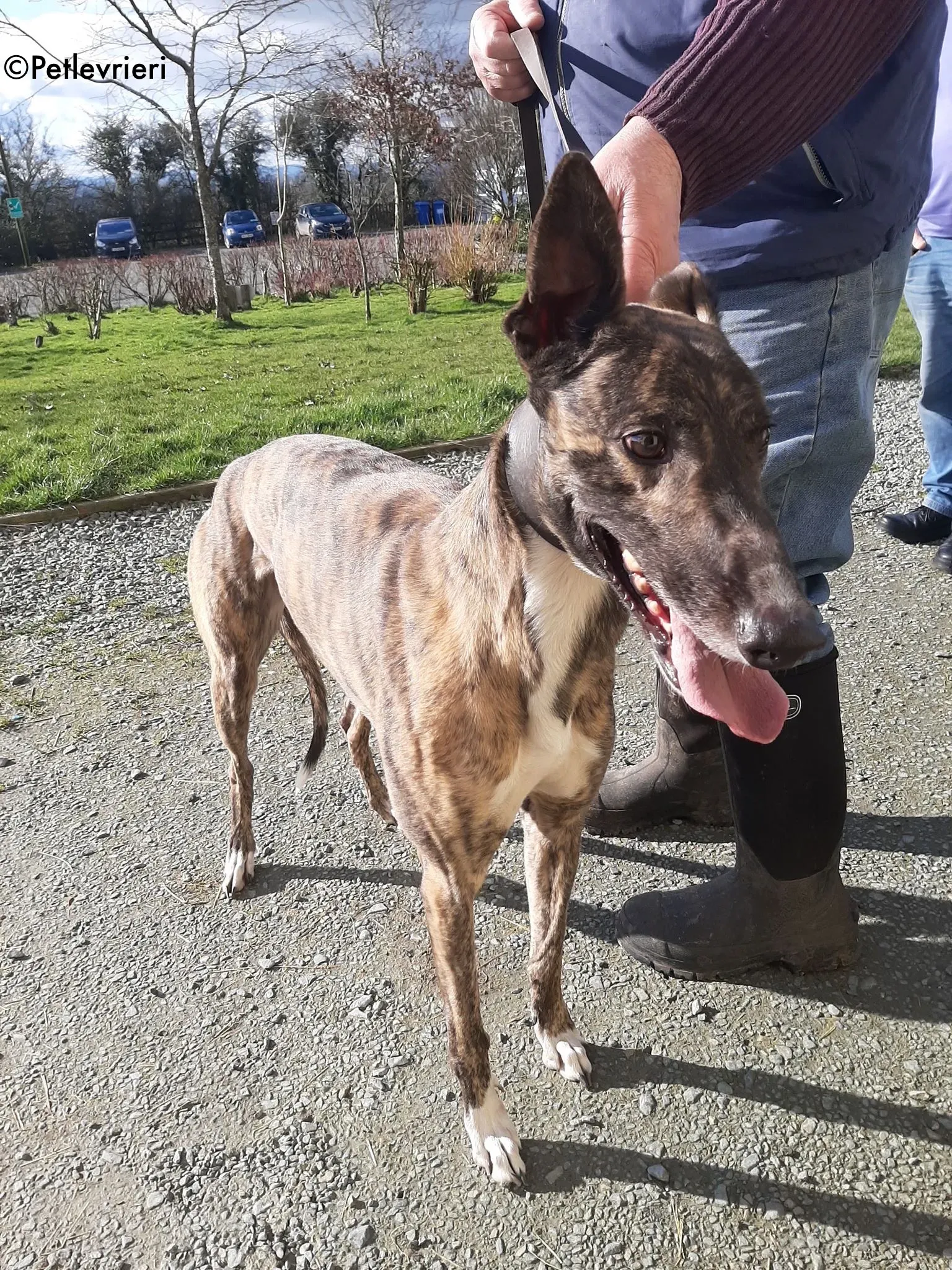 bambas adozione levrieri greyhound 6