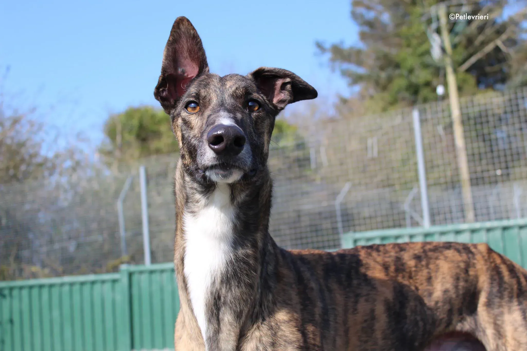 bambas adozione levrieri greyhound 7 1