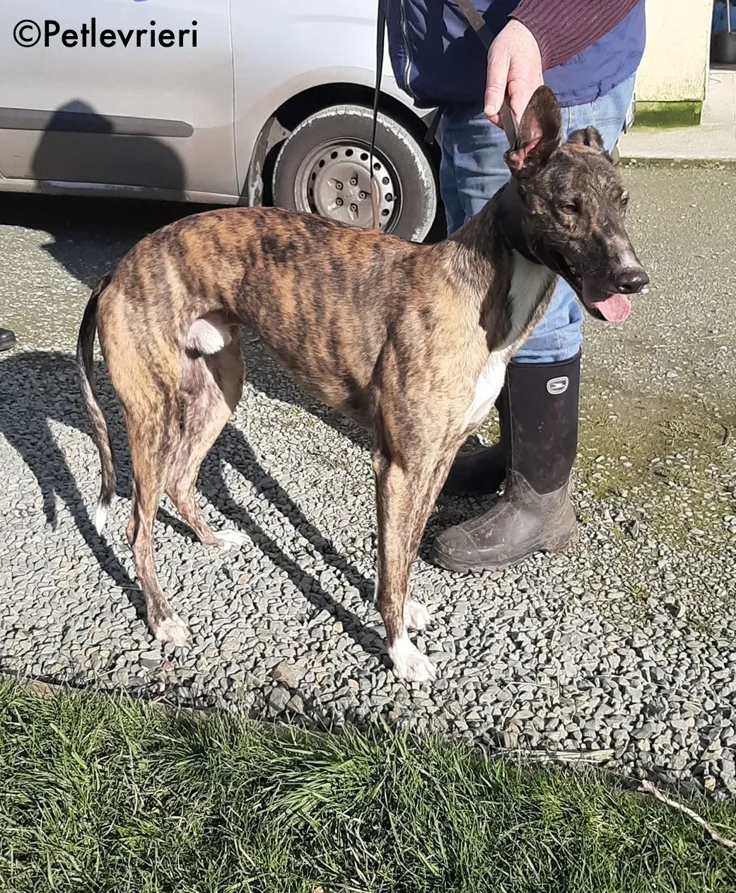 bambas adozione levrieri greyhound 7