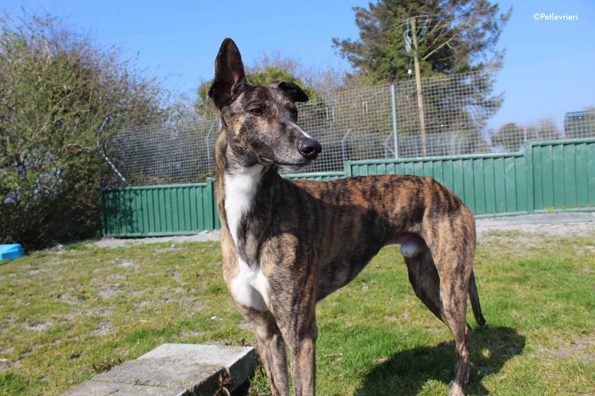 bambas adozione levrieri greyhound 8 1