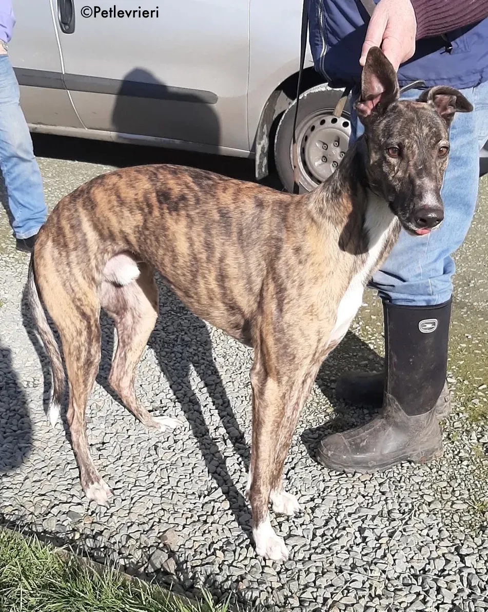 bambas adozione levrieri greyhound 8