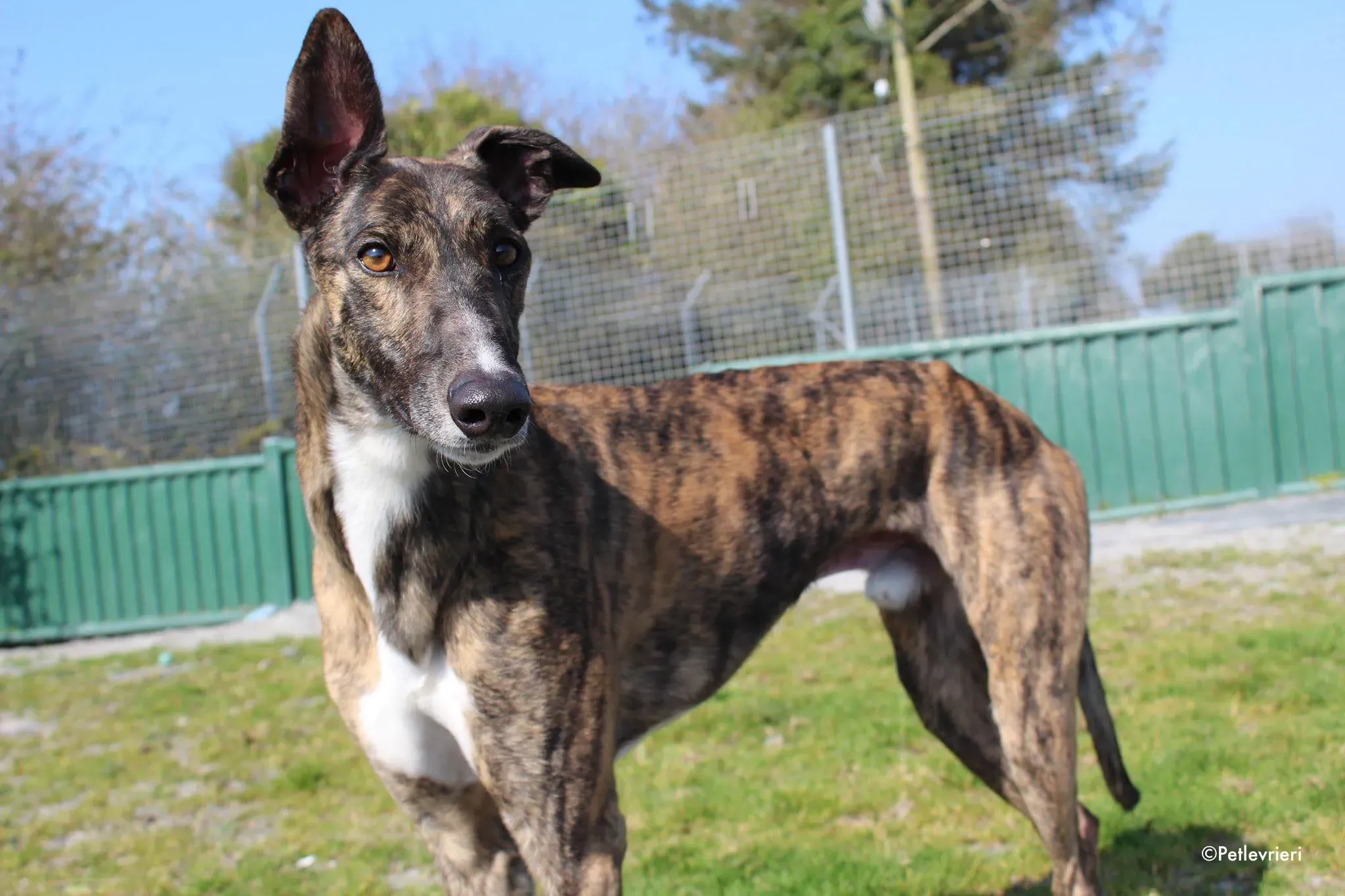 bambas adozione levrieri greyhound 9 1