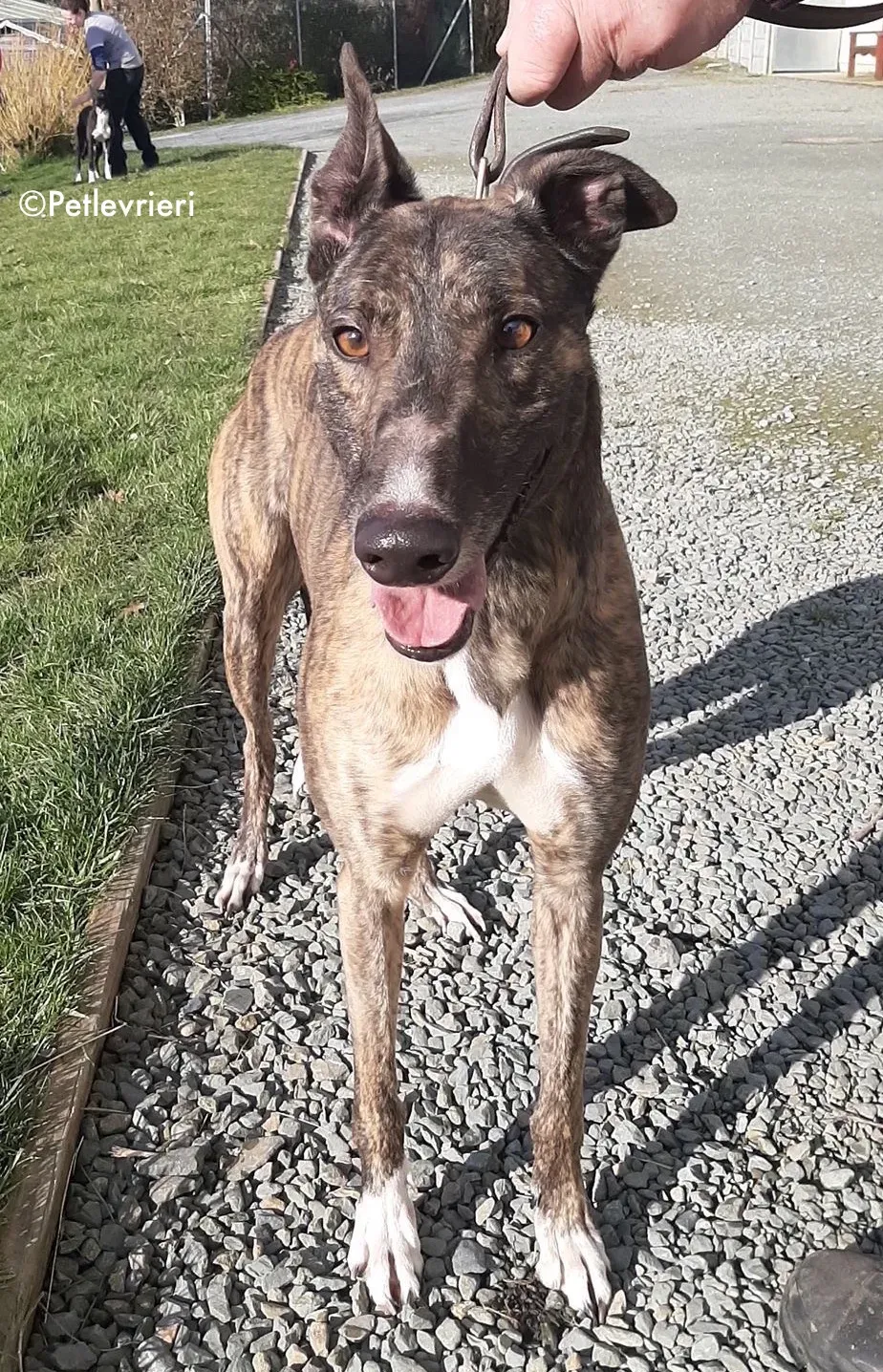 bambas adozione levrieri greyhound 9