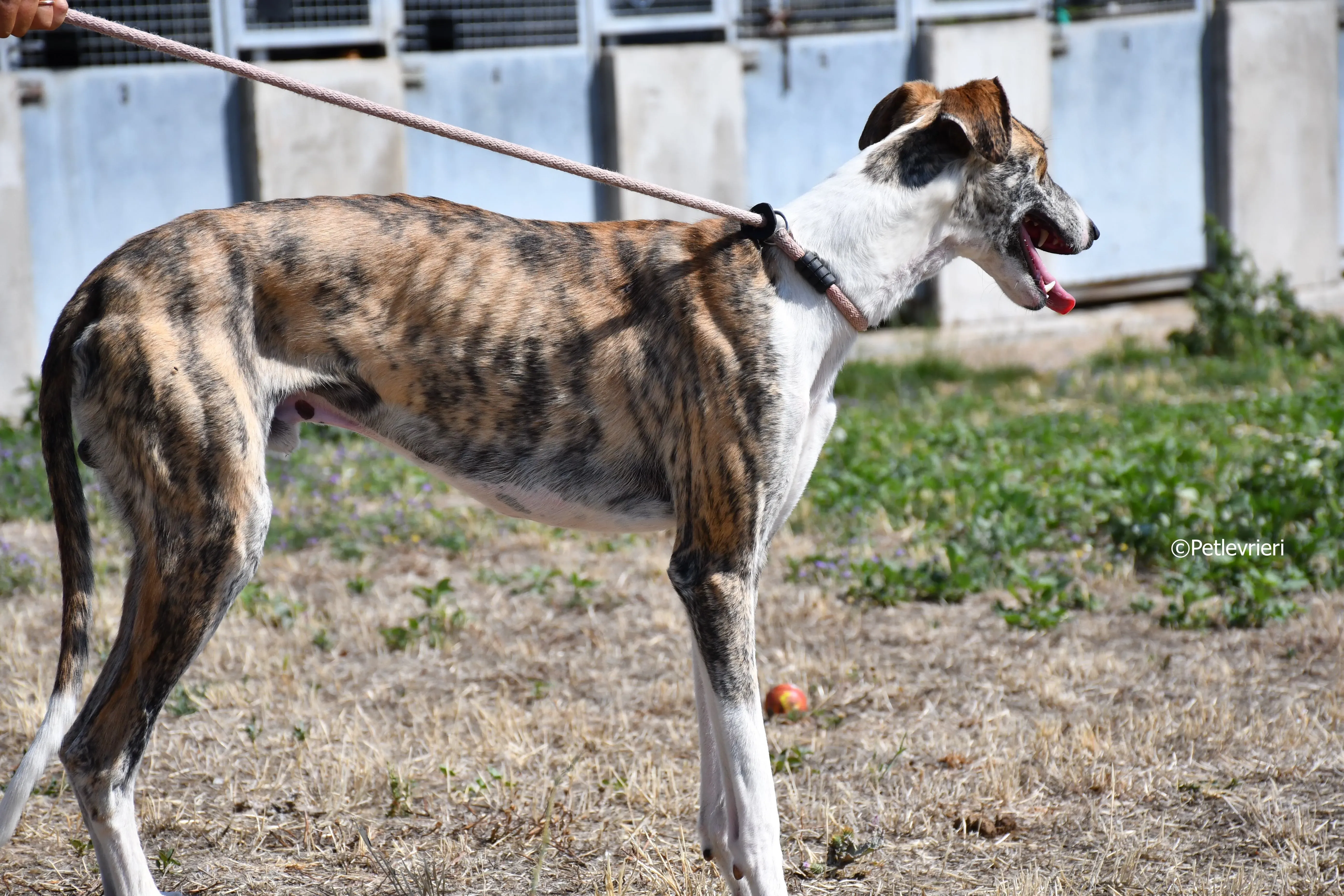 bambi adozione levrieri galgo 11