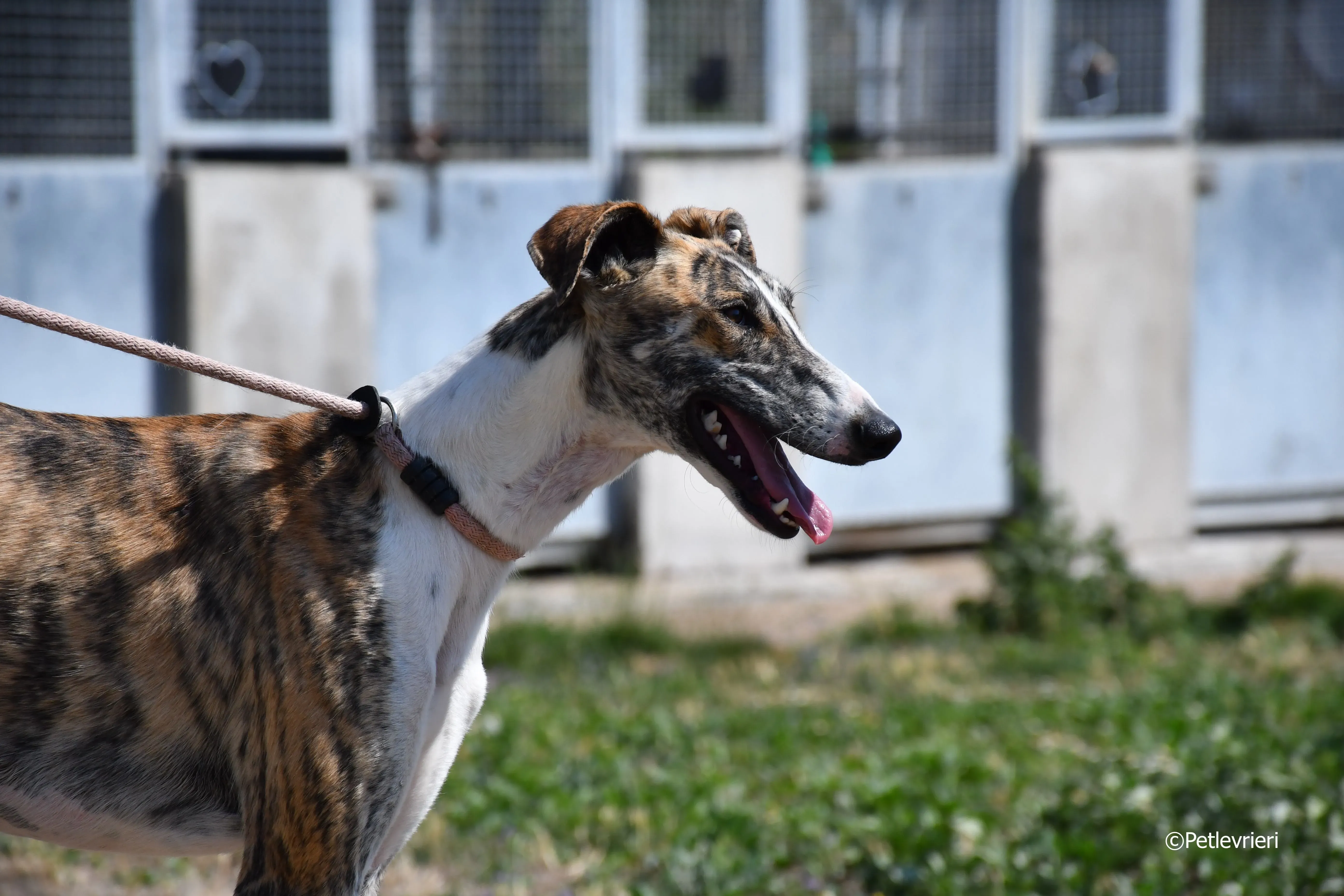 bambi adozione levrieri galgo 12