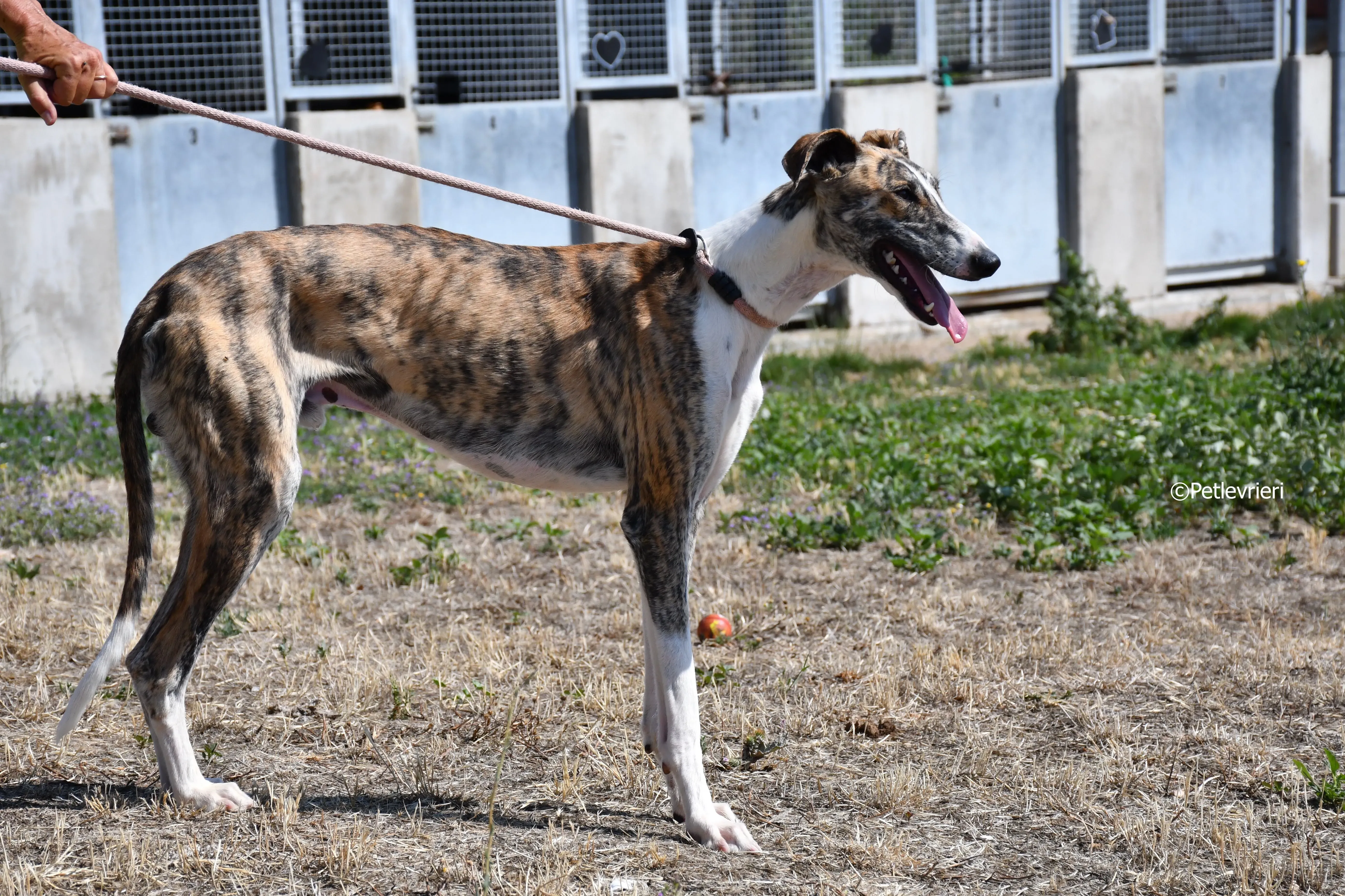 bambi adozione levrieri galgo 13