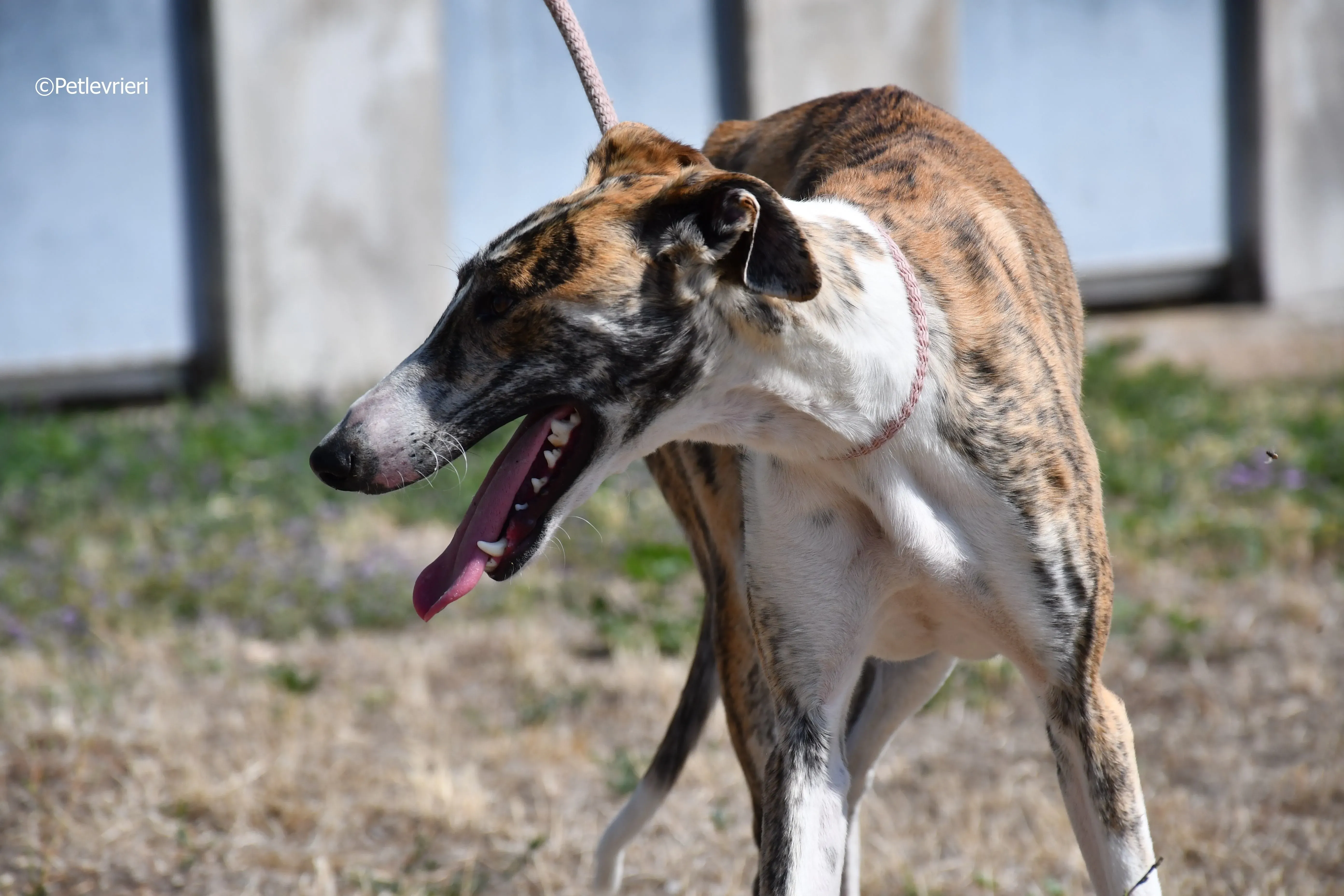 bambi adozione levrieri galgo 14