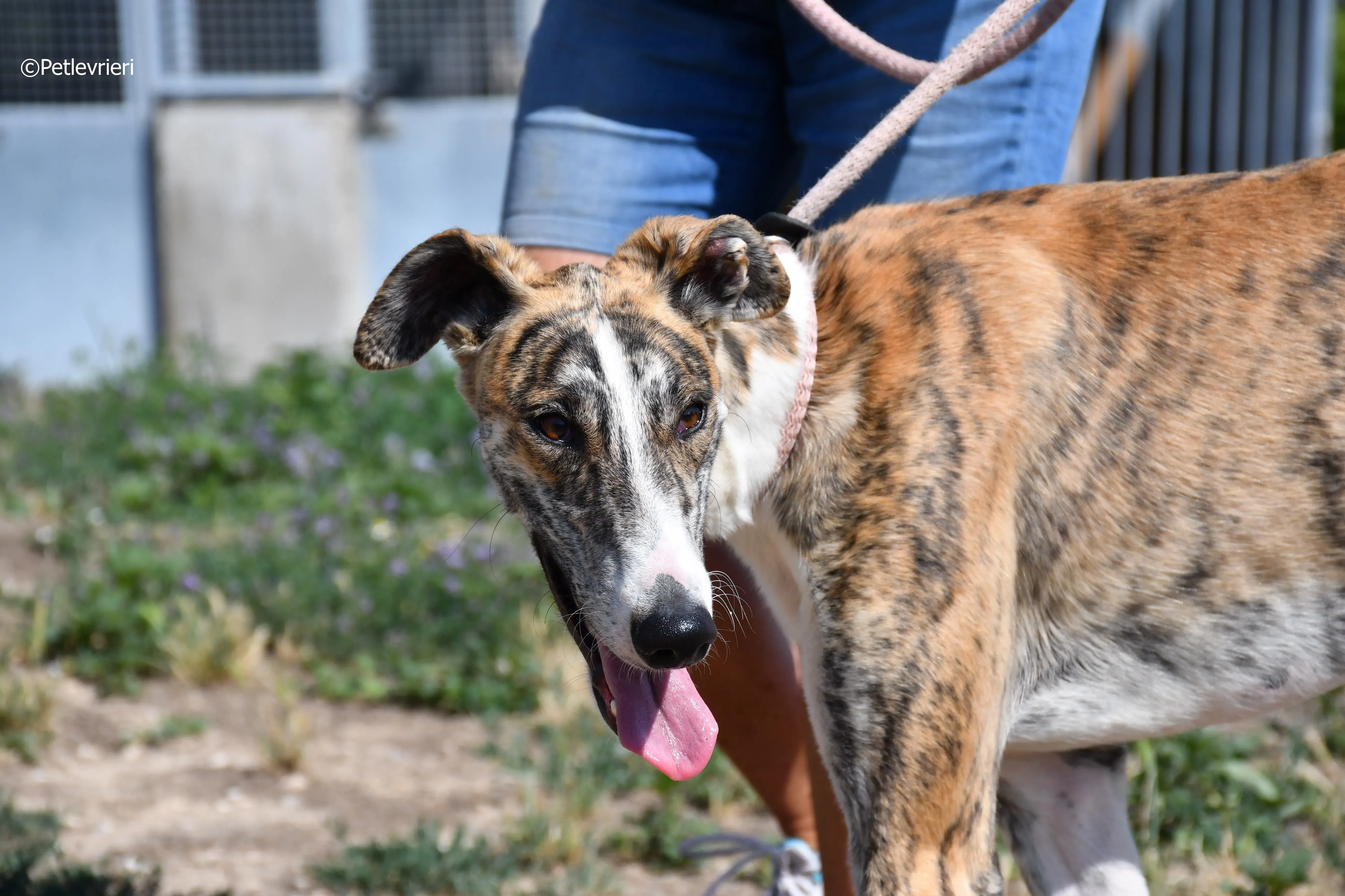 bambi adozione levrieri galgo 15
