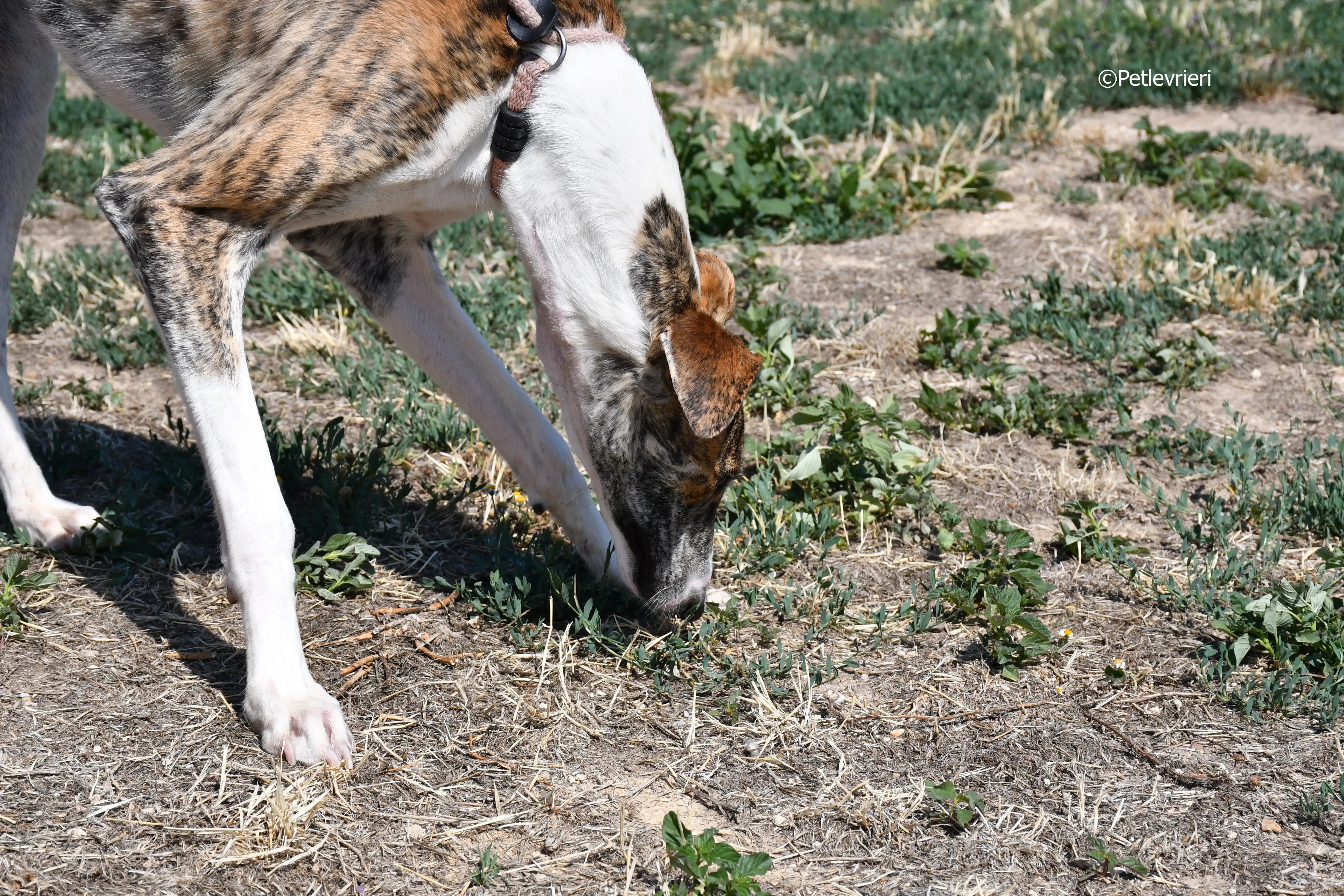 bambi adozione levrieri galgo 2