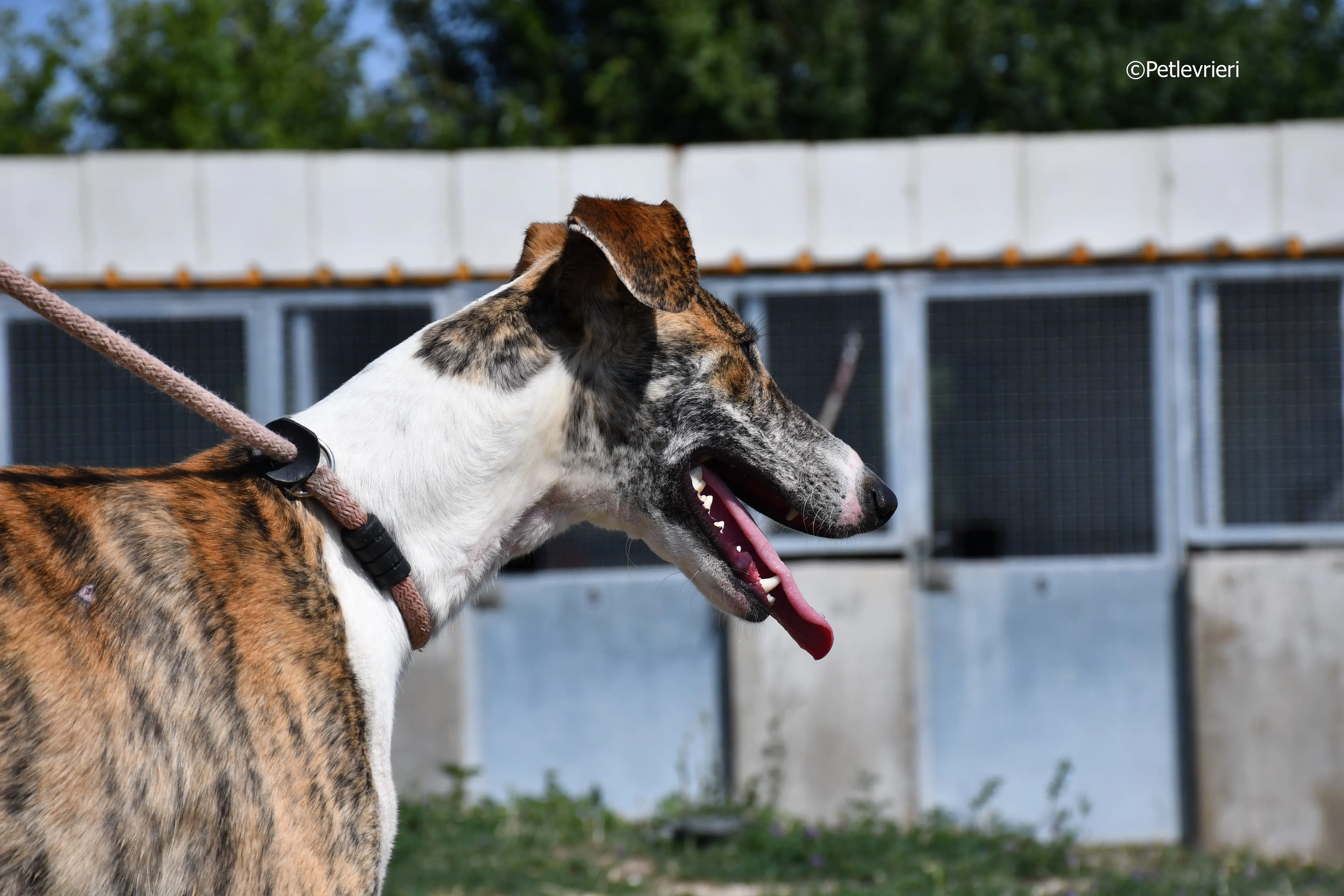 bambi adozione levrieri galgo 3