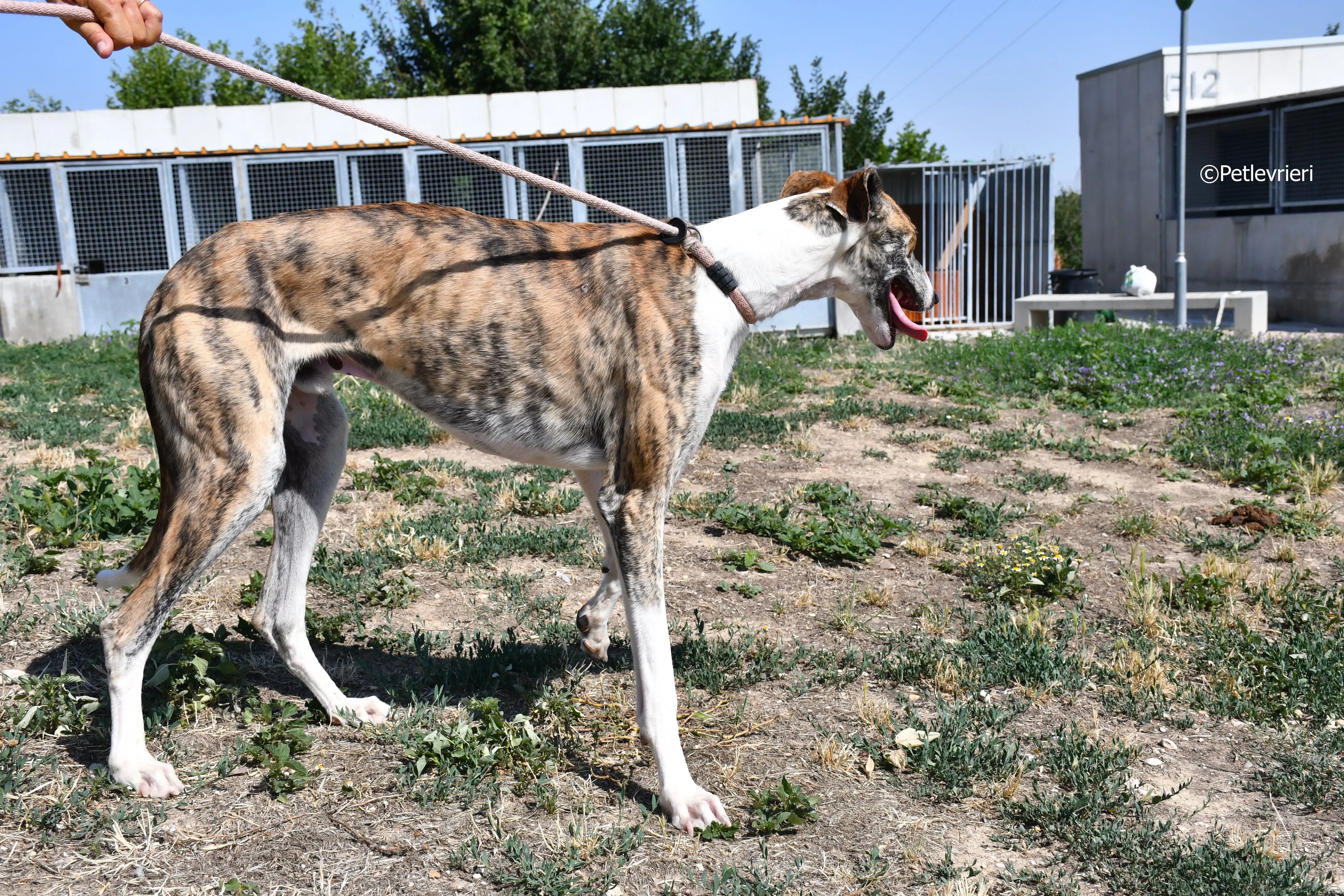 bambi adozione levrieri galgo 4
