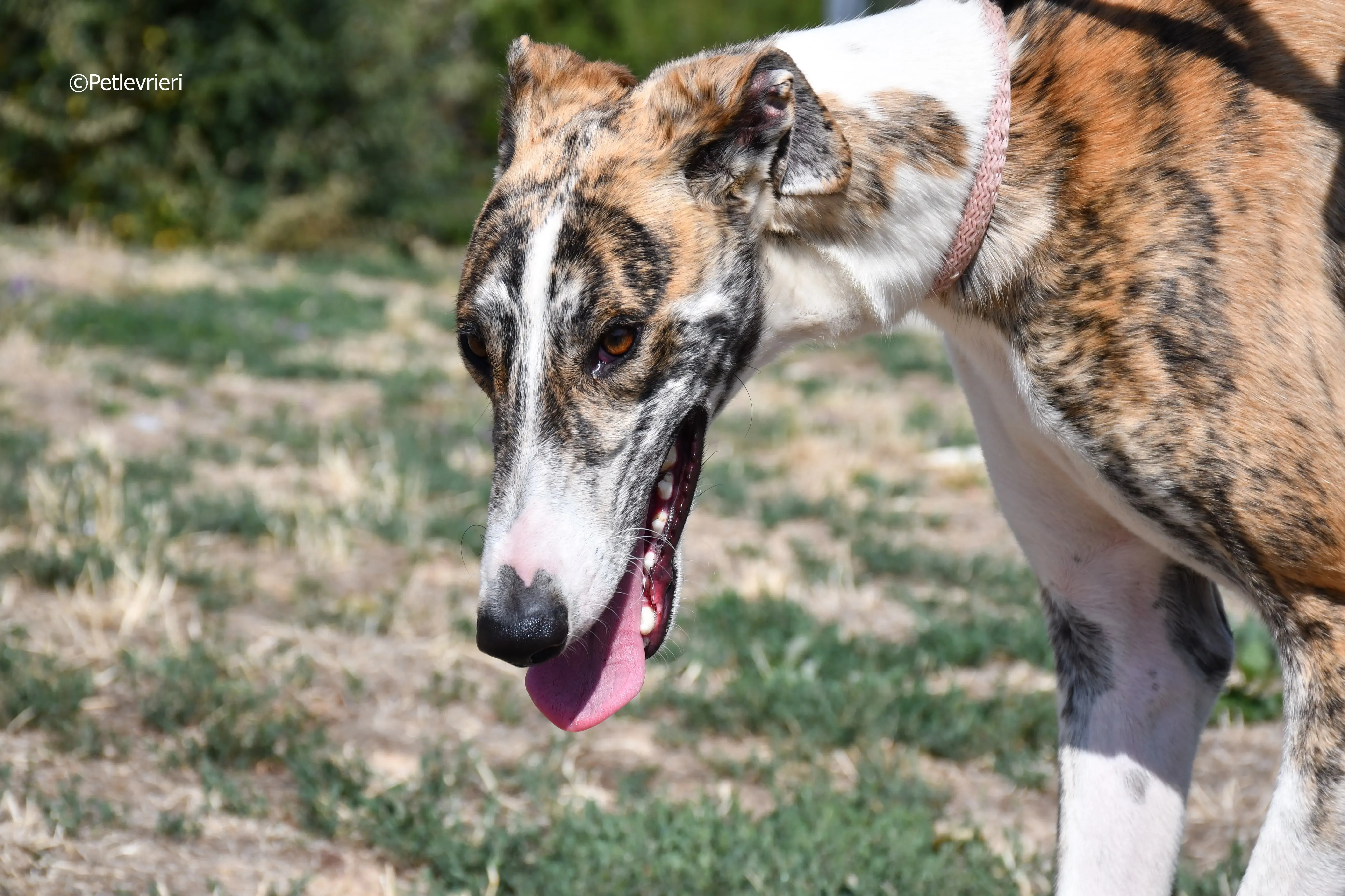 bambi adozione levrieri galgo 5