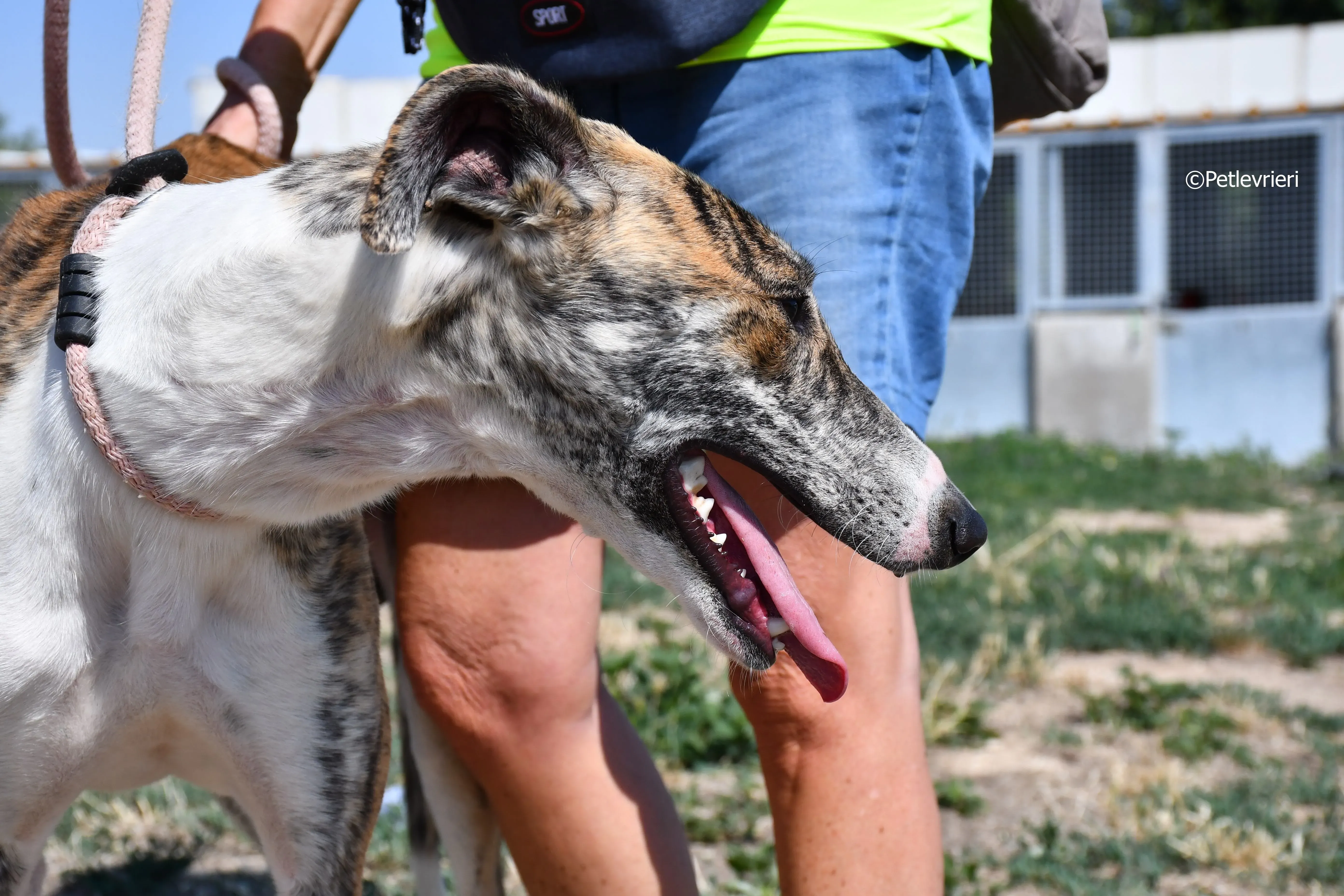 bambi adozione levrieri galgo 6