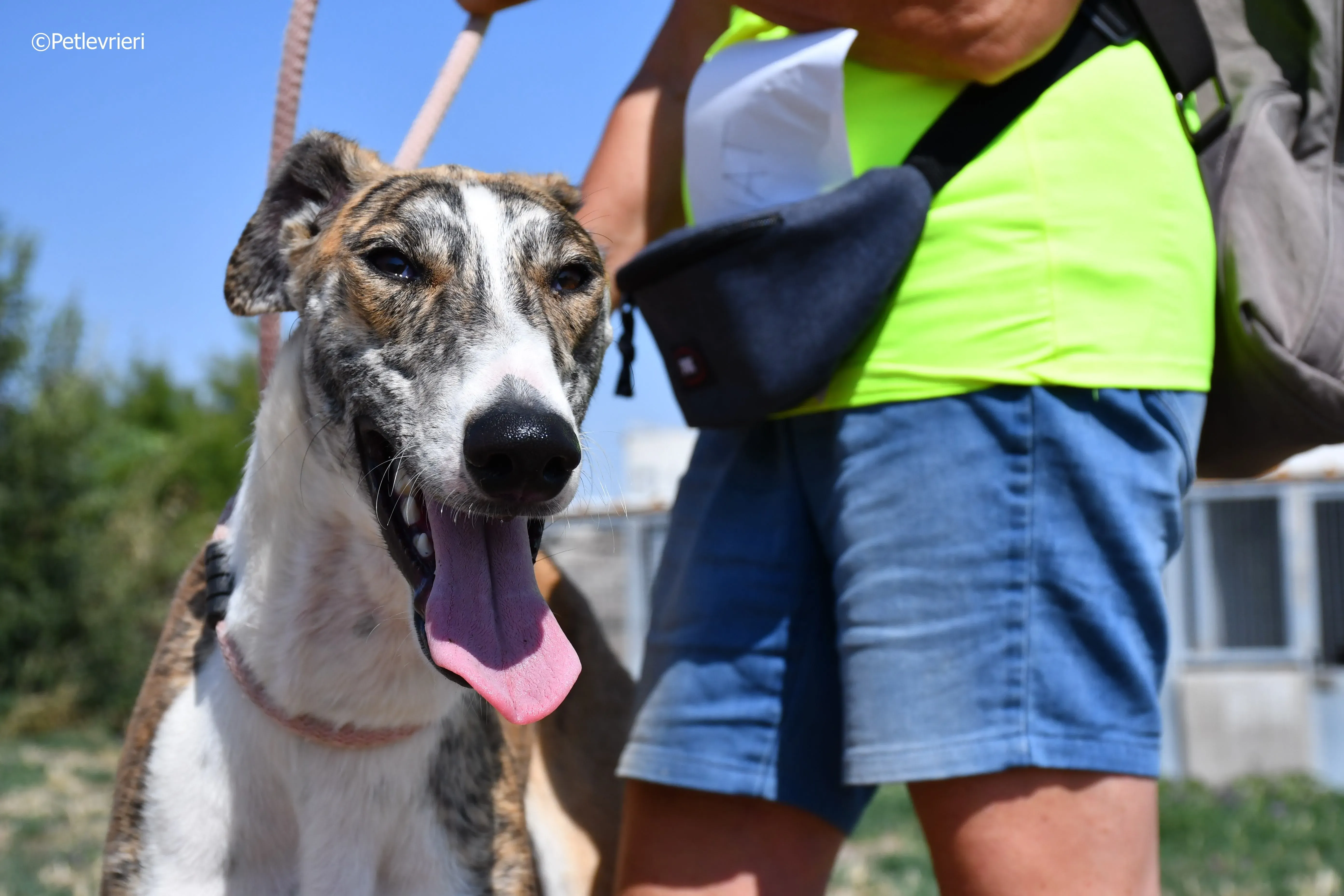 bambi adozione levrieri galgo 7