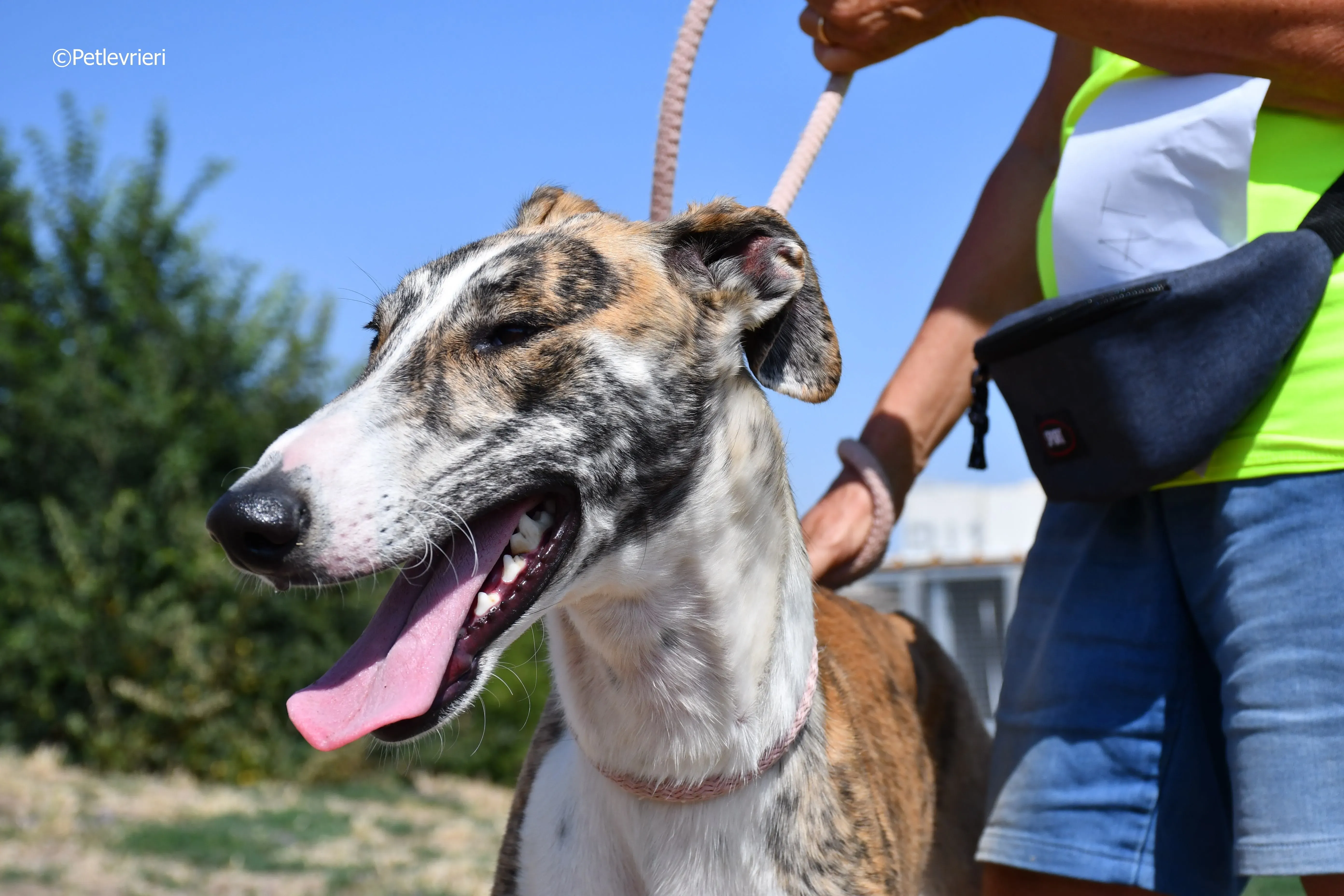 bambi adozione levrieri galgo 8