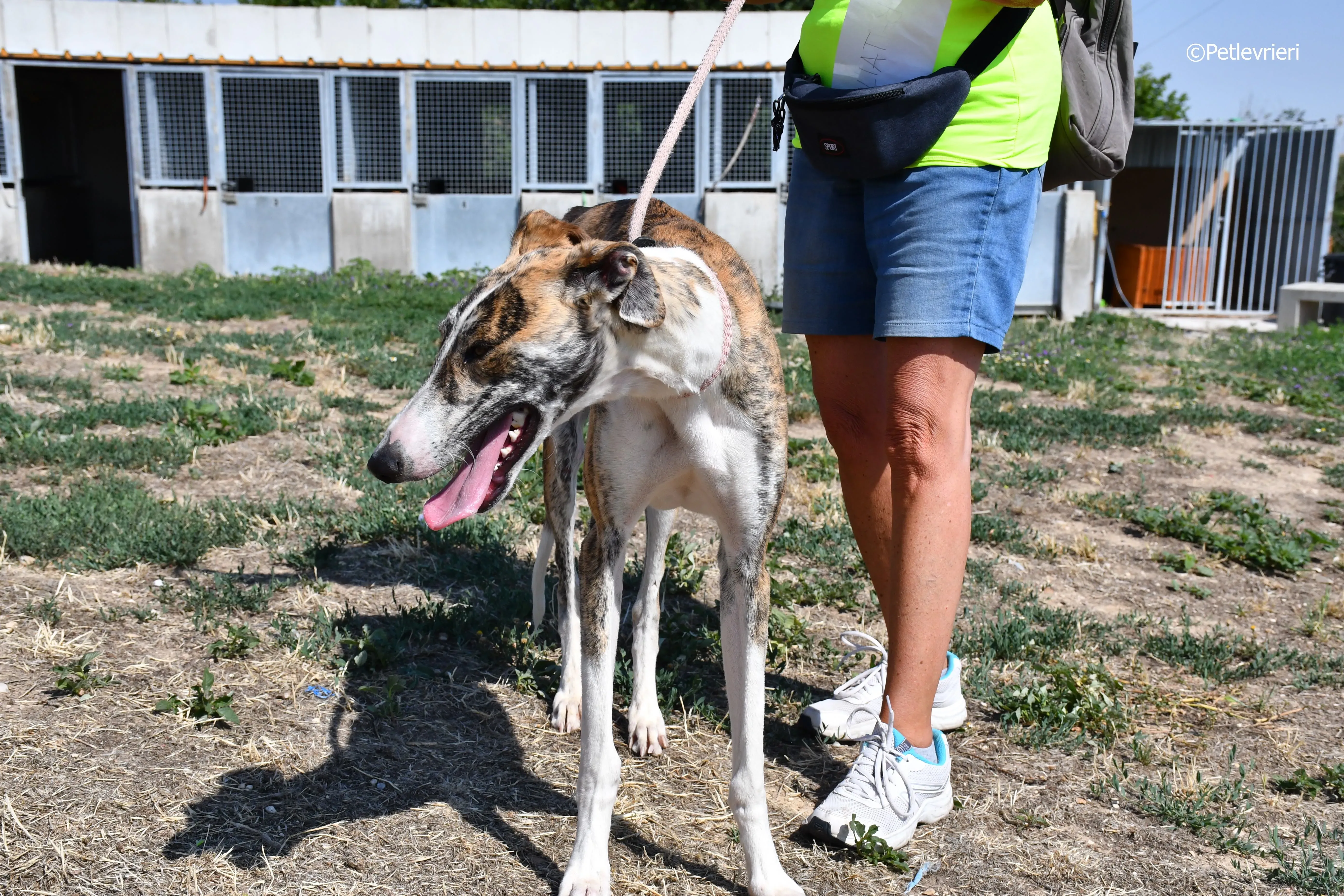 bambi adozione levrieri galgo 9