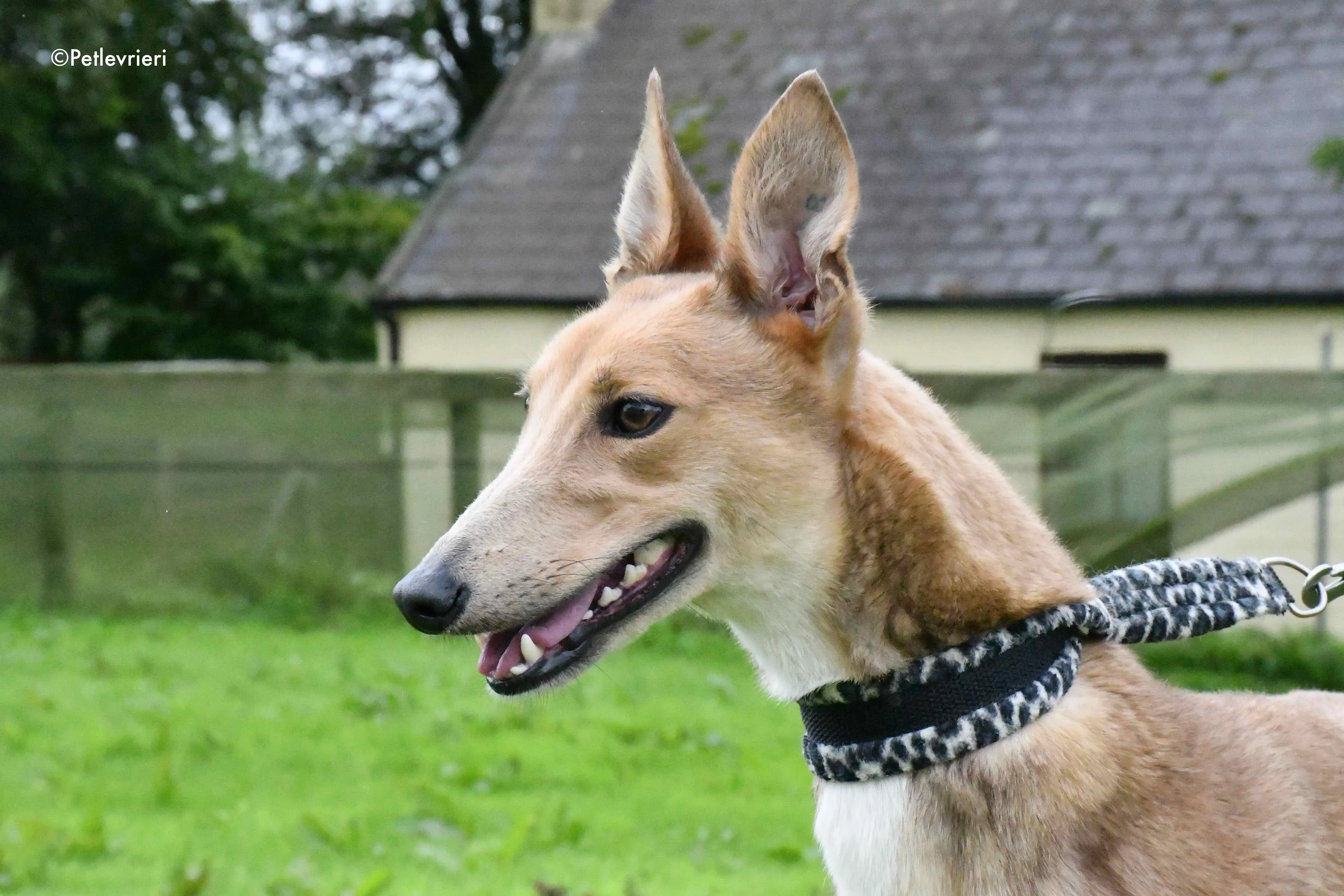 bambi adozione levrieri greyhound 1