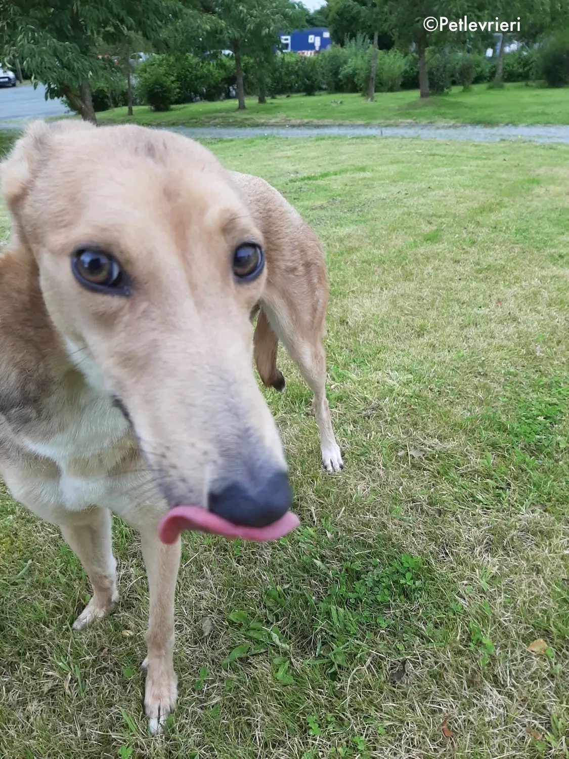 bambi adozione levrieri greyhound 10