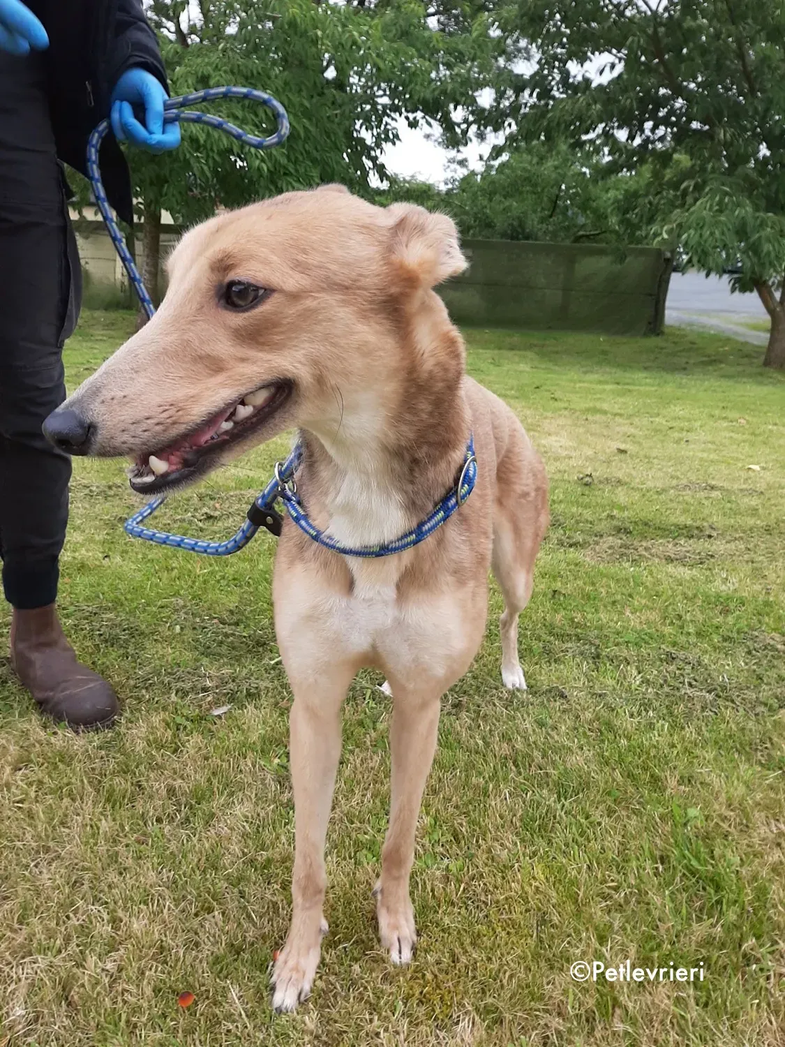 bambi adozione levrieri greyhound 16