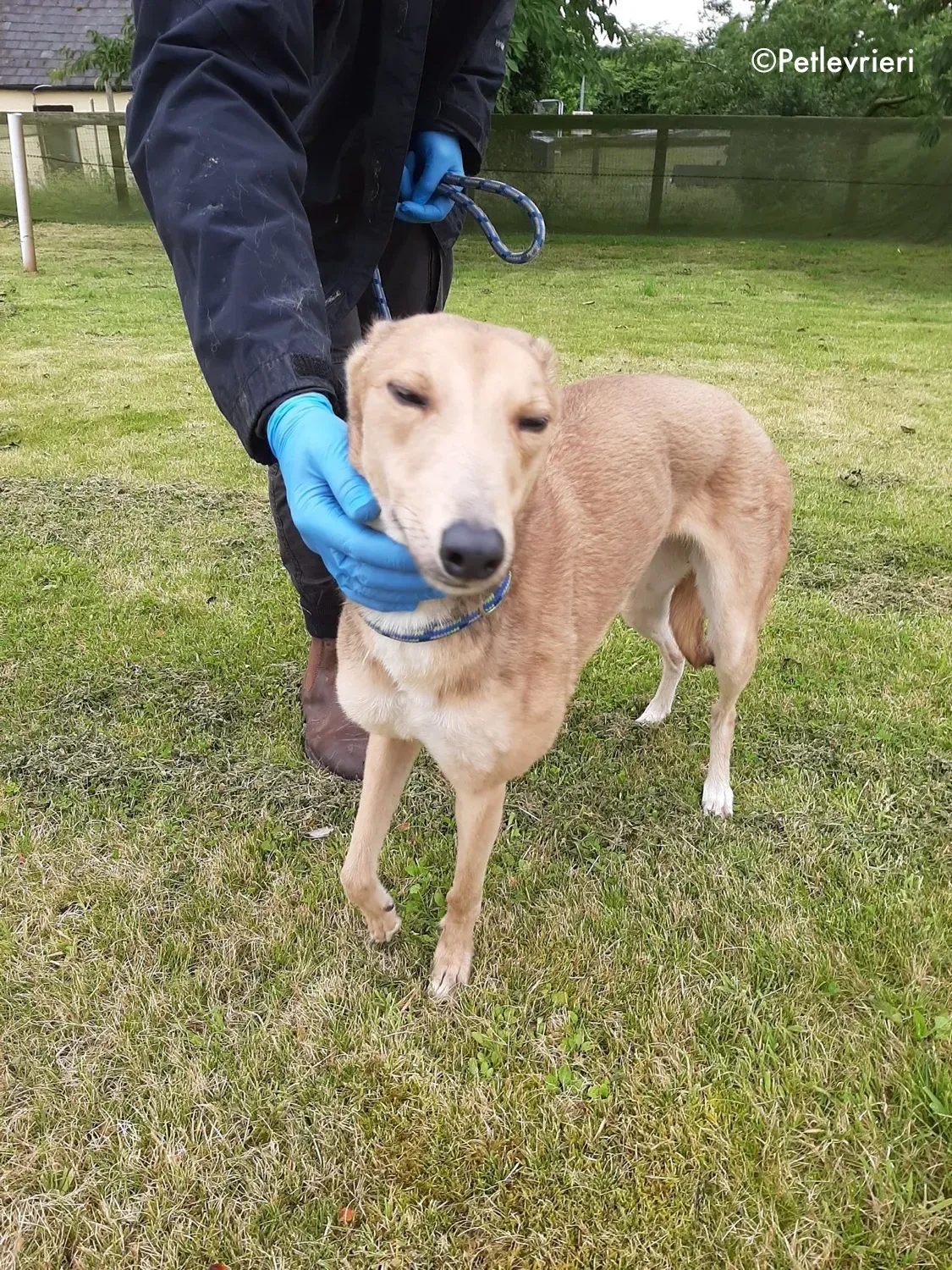 bambi adozione levrieri greyhound 17