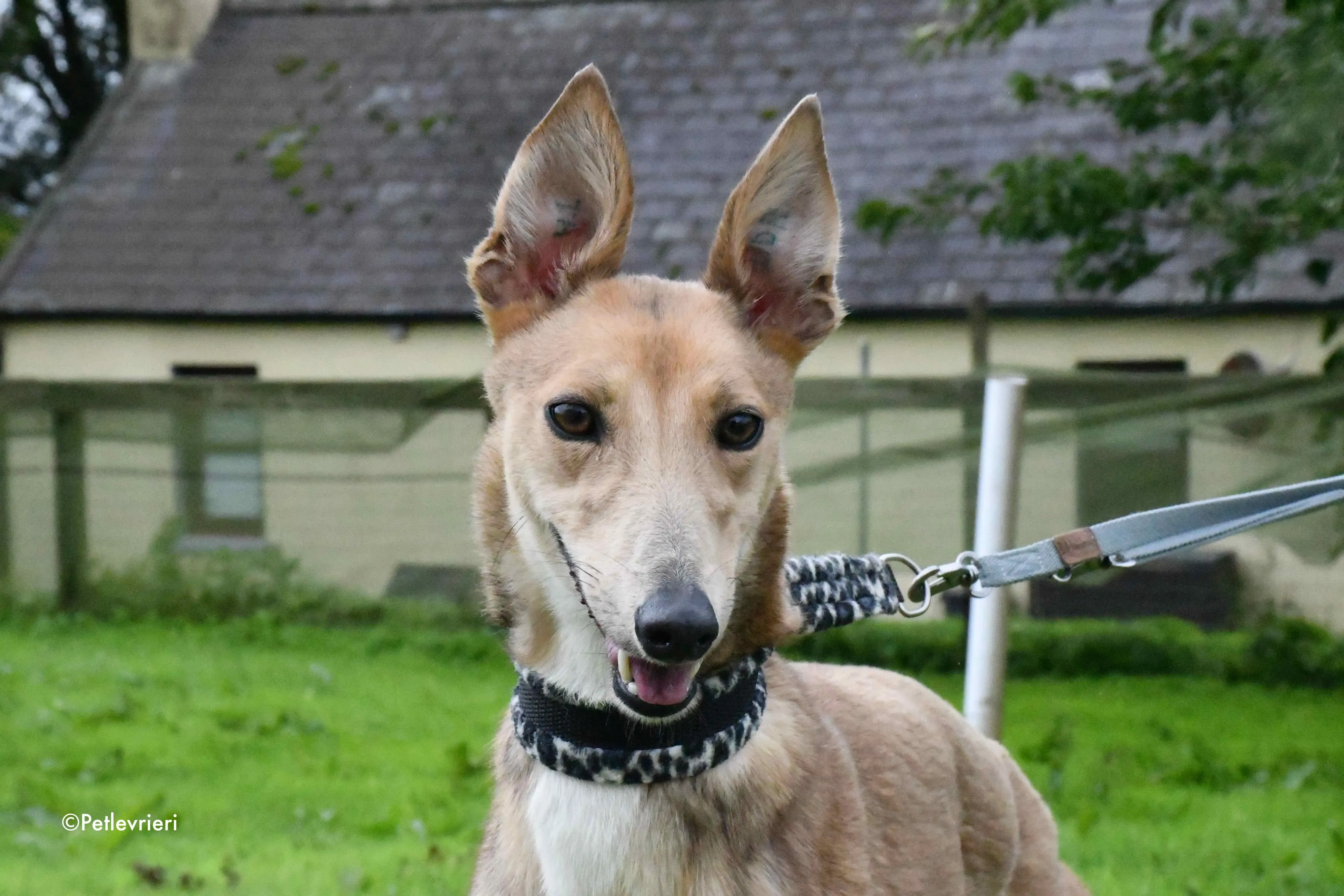 bambi adozione levrieri greyhound 2