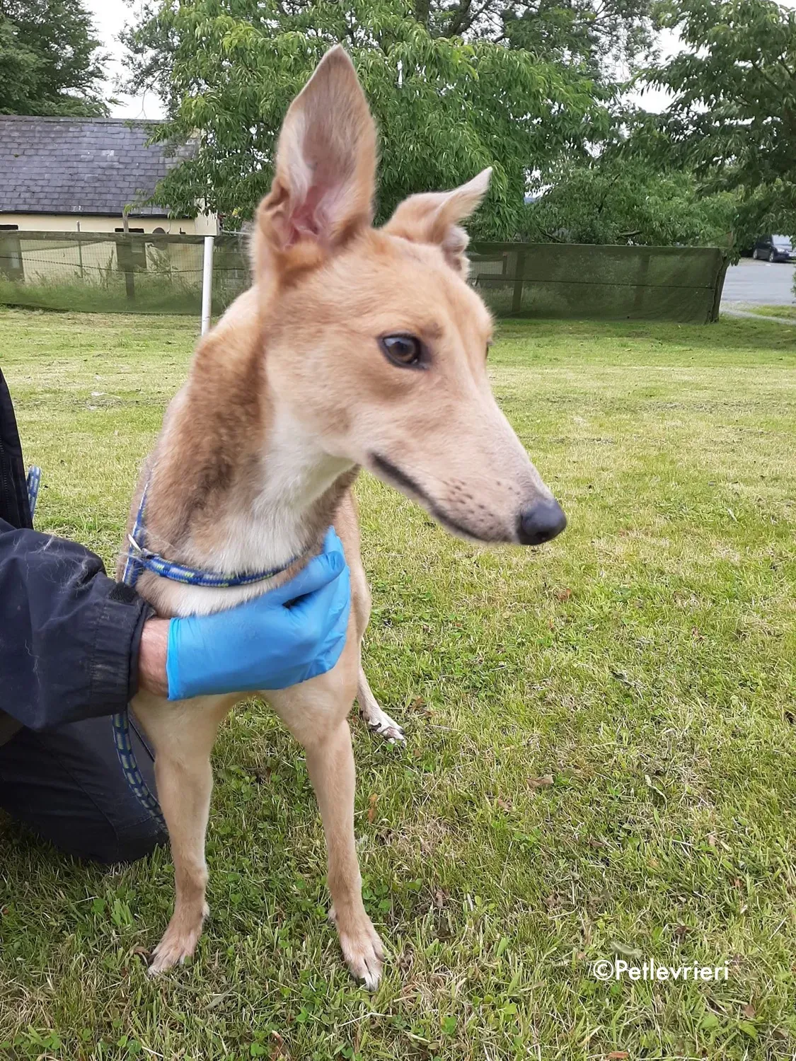 bambi adozione levrieri greyhound 2