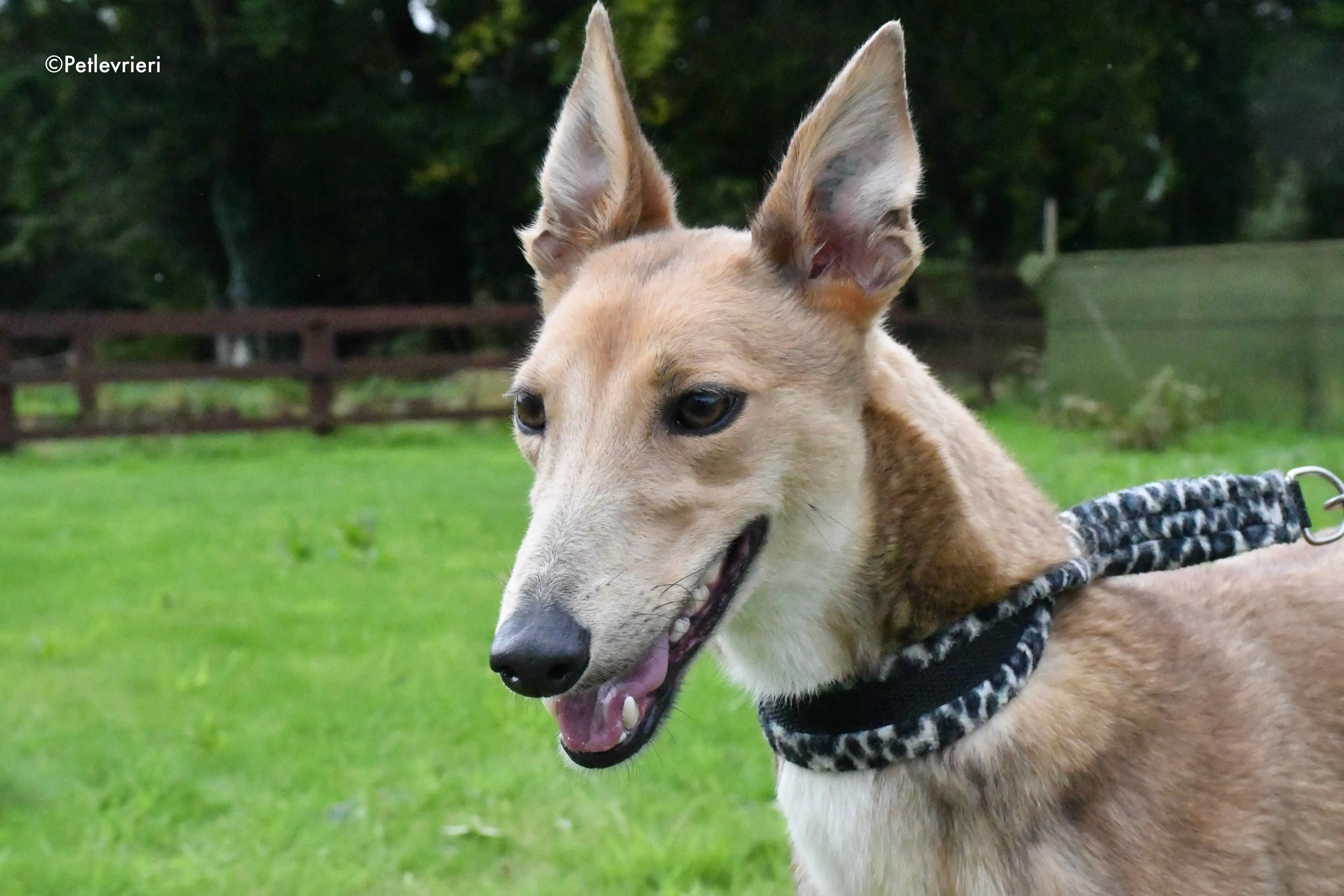 bambi adozione levrieri greyhound 3