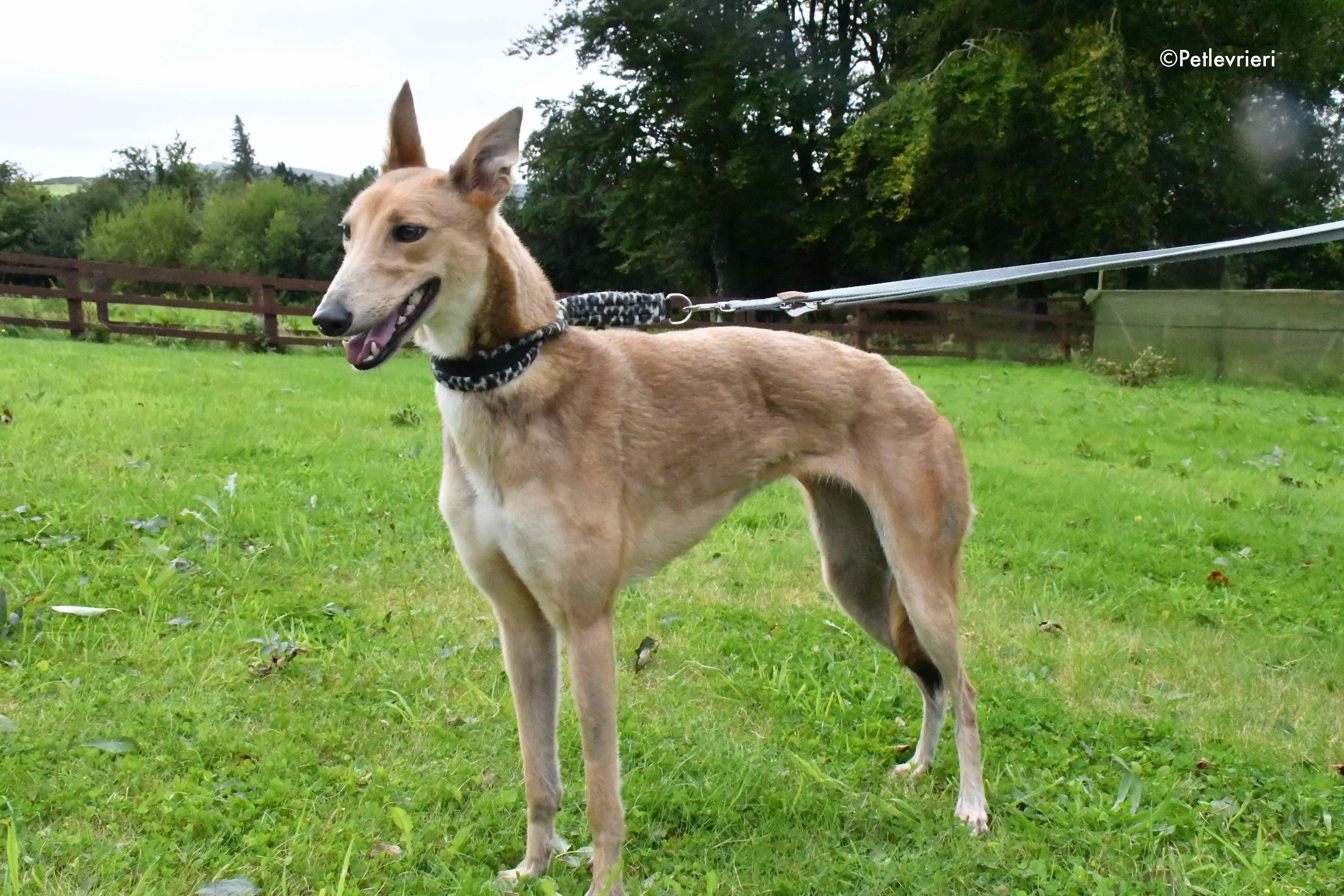 bambi adozione levrieri greyhound 4