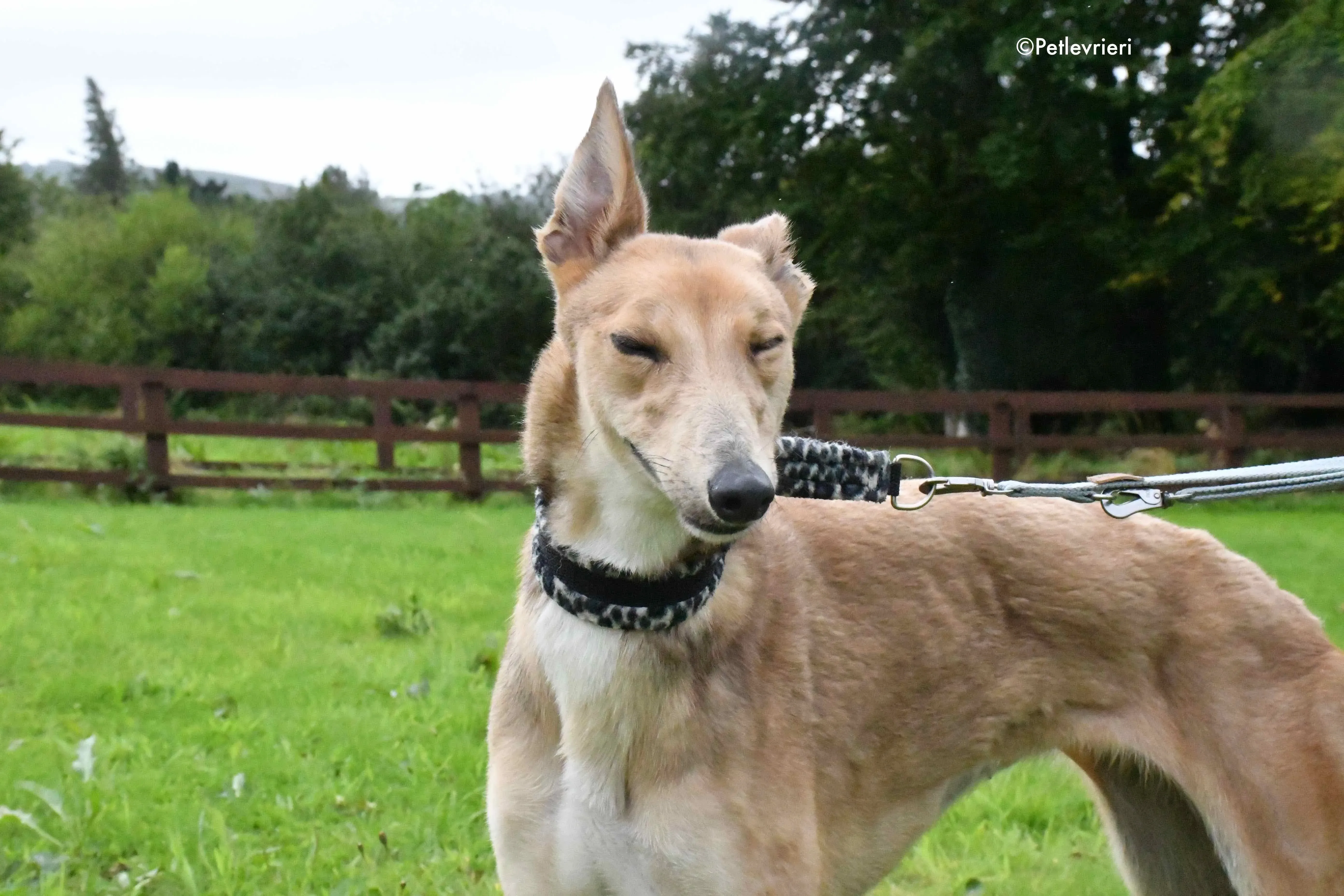 bambi adozione levrieri greyhound 5