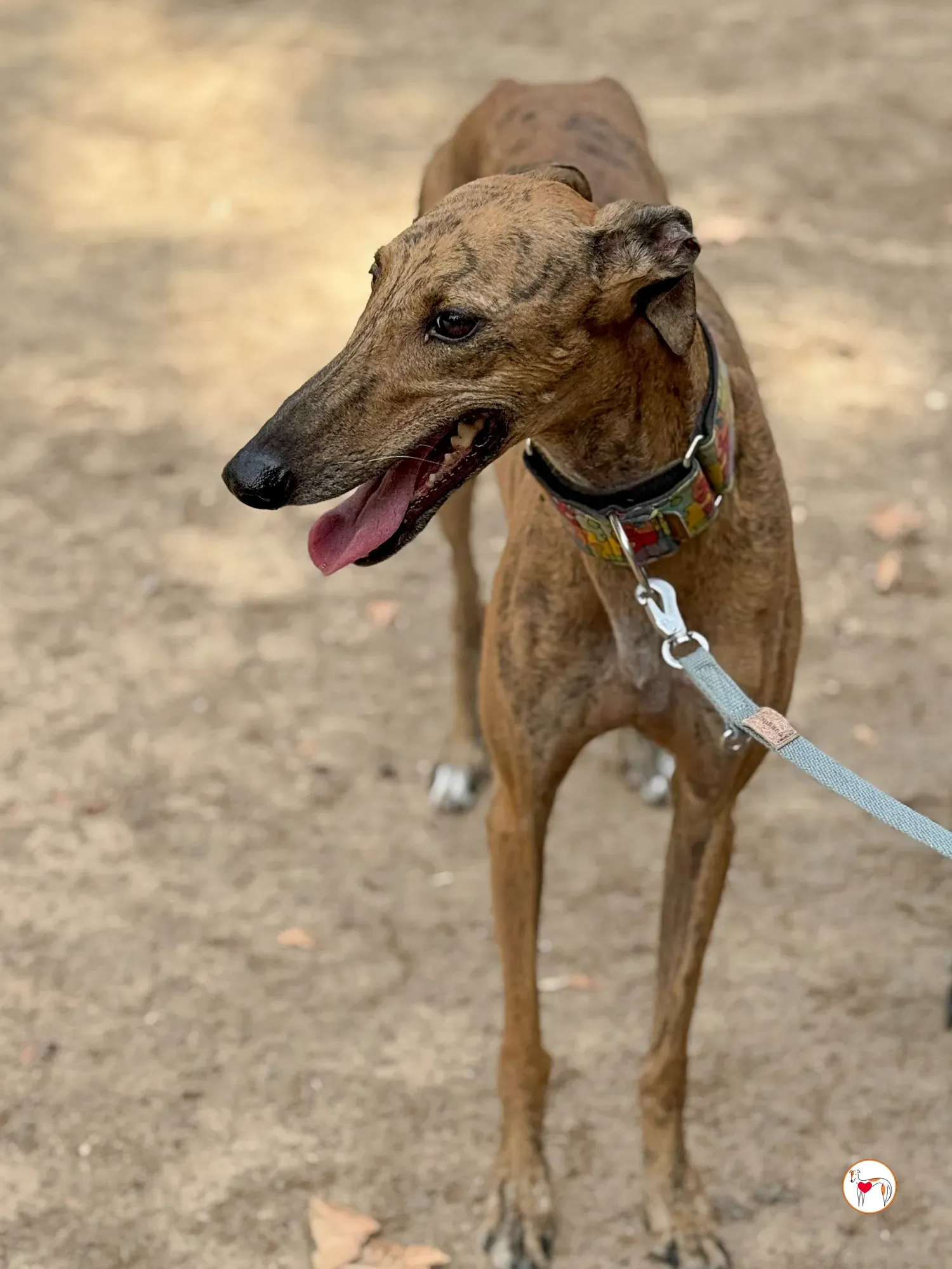 bambi galgo adozione 01