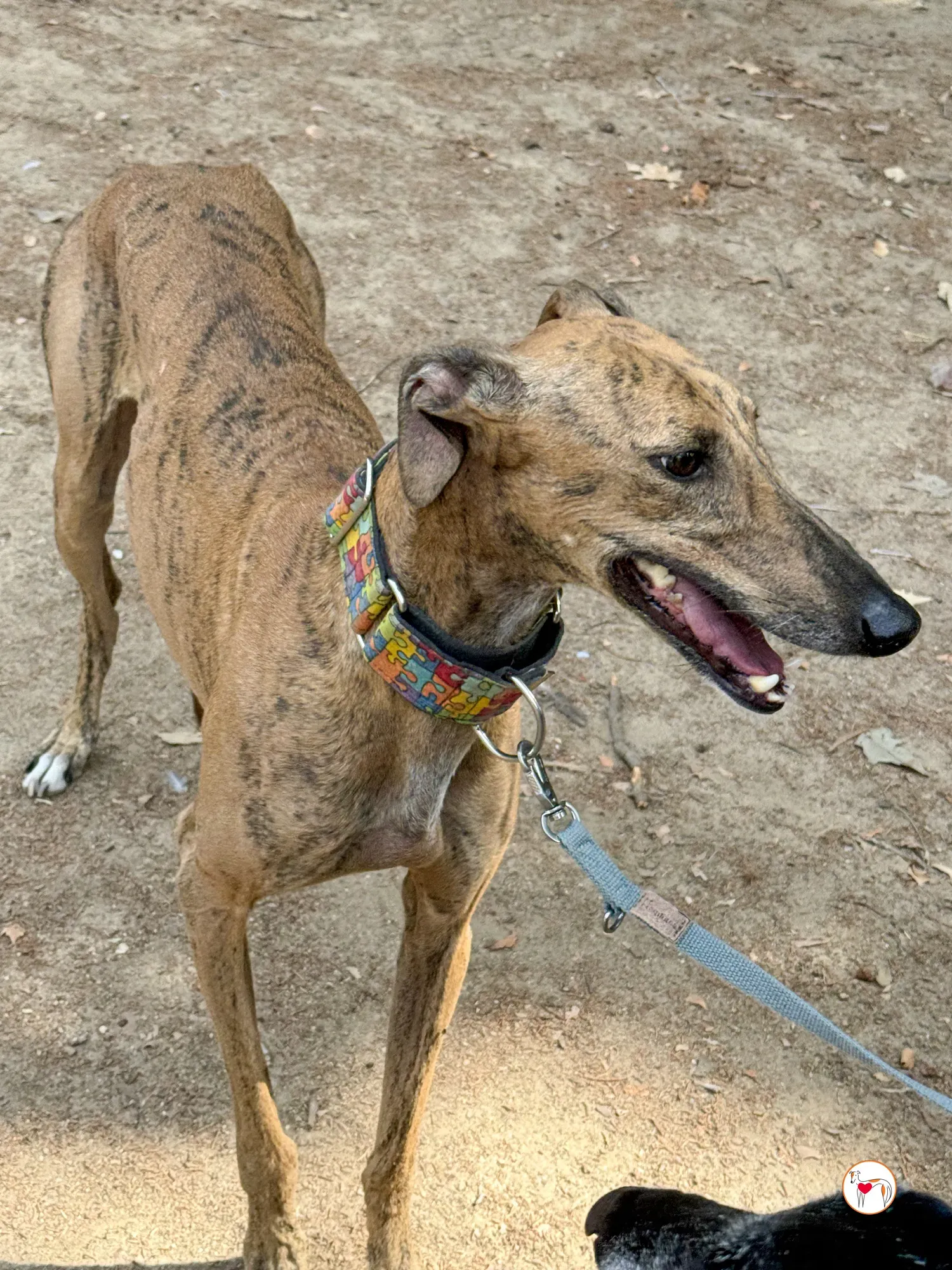 bambi galgo adozione 02