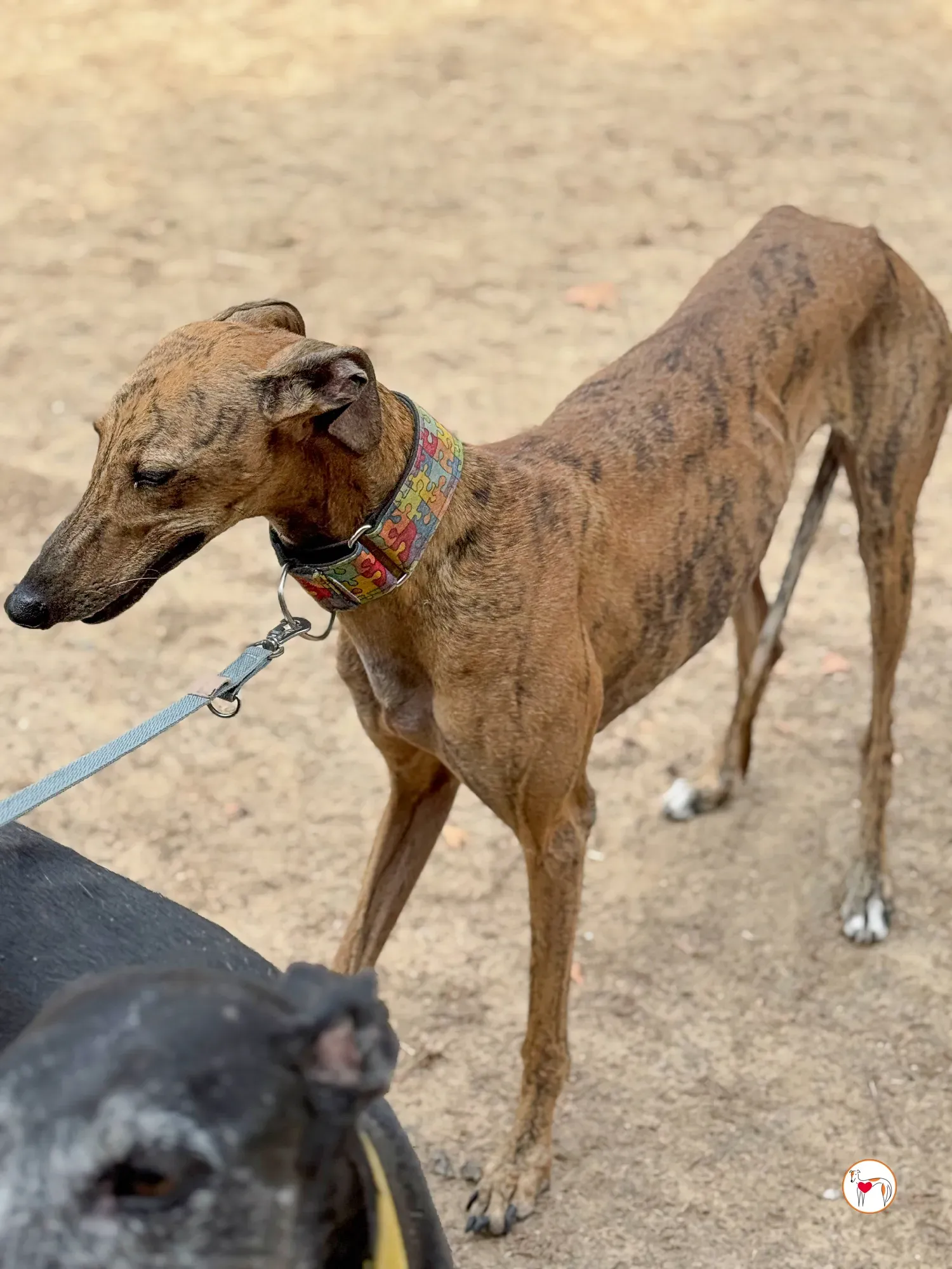 bambi galgo adozione 03