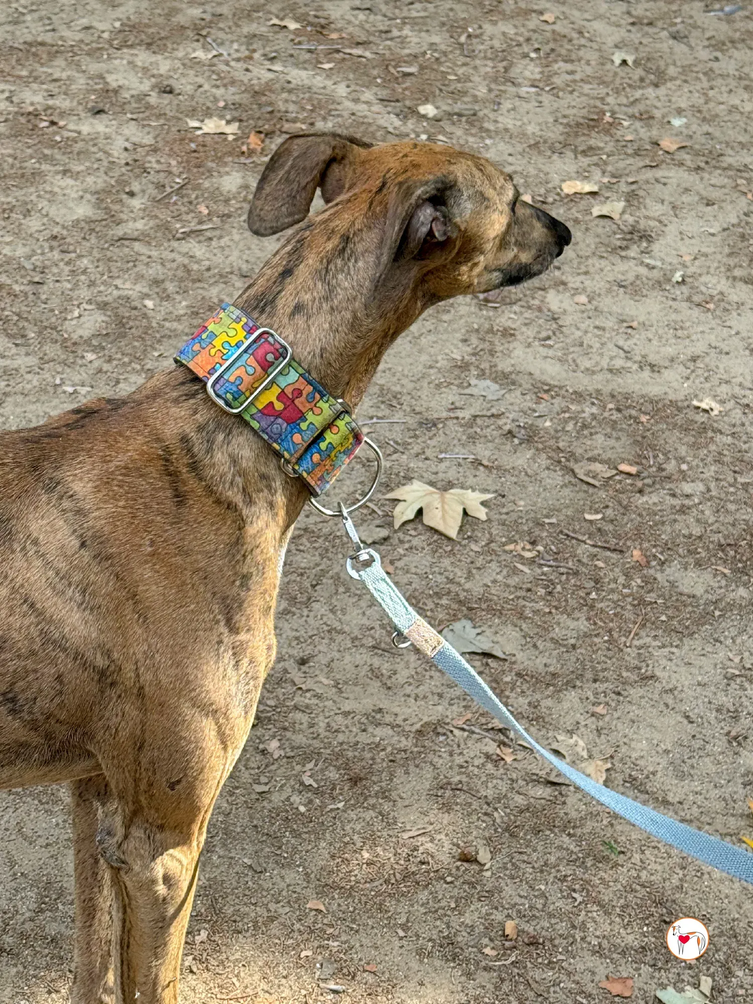 bambi galgo adozione 04