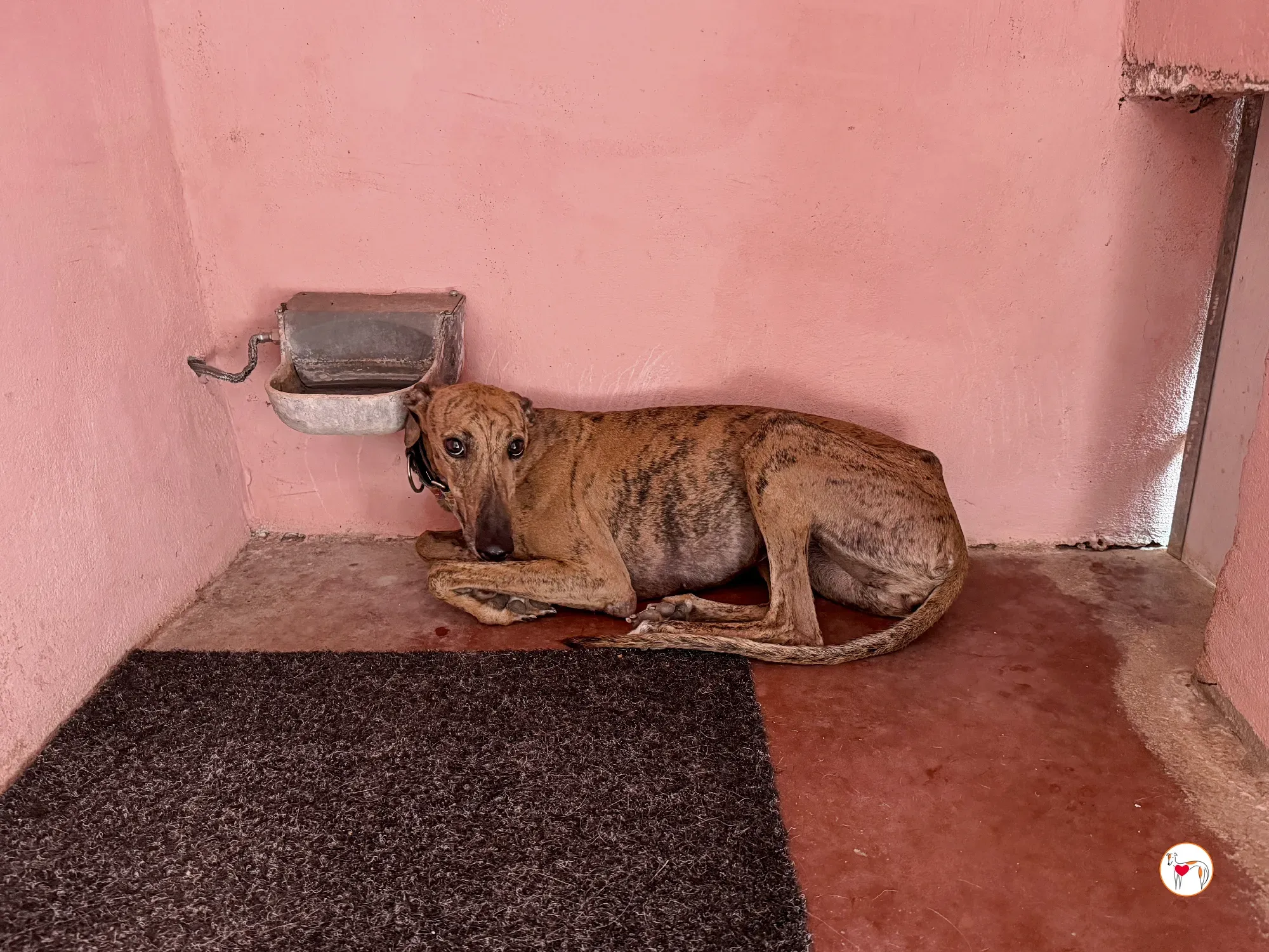 bambi galgo adozione 05