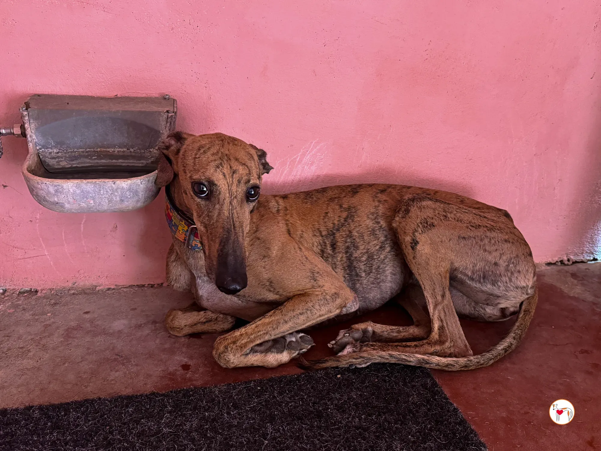 bambi galgo adozione 06