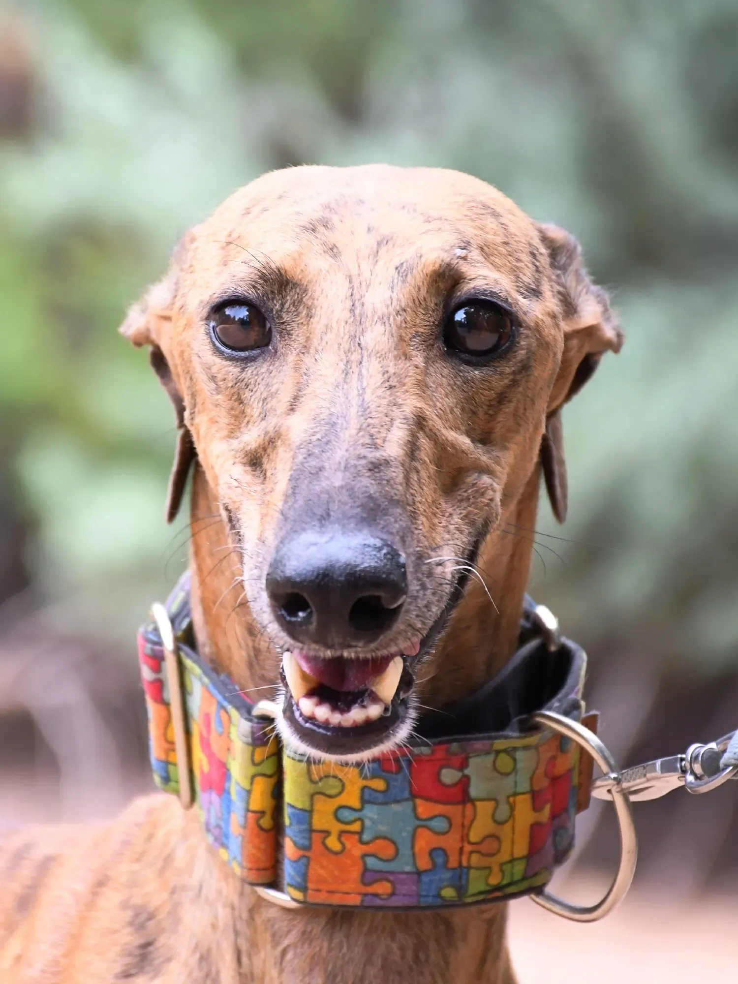 bambi galgo adozione 18